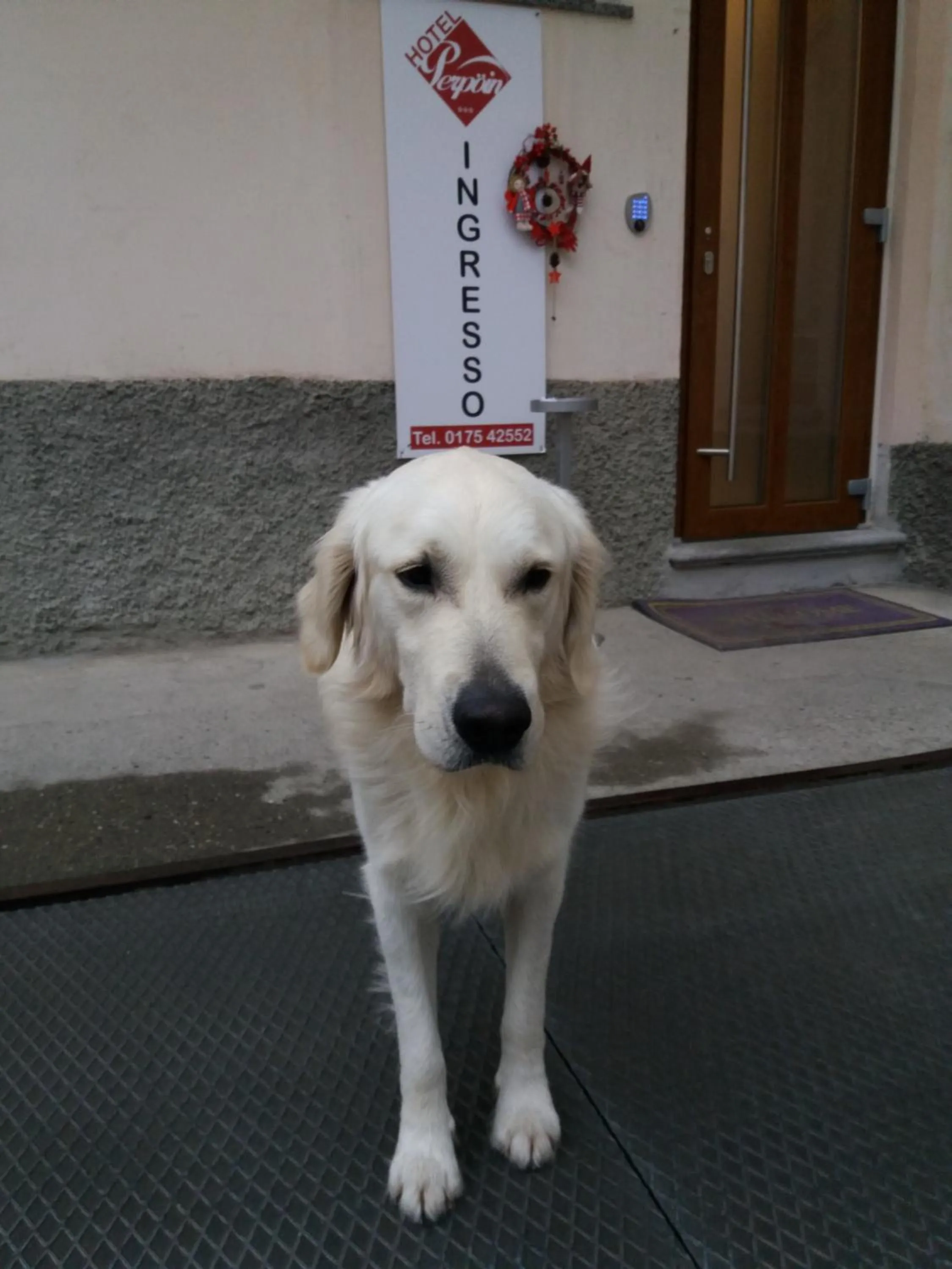 Pets in Hotel & Apartments " Perpoin "