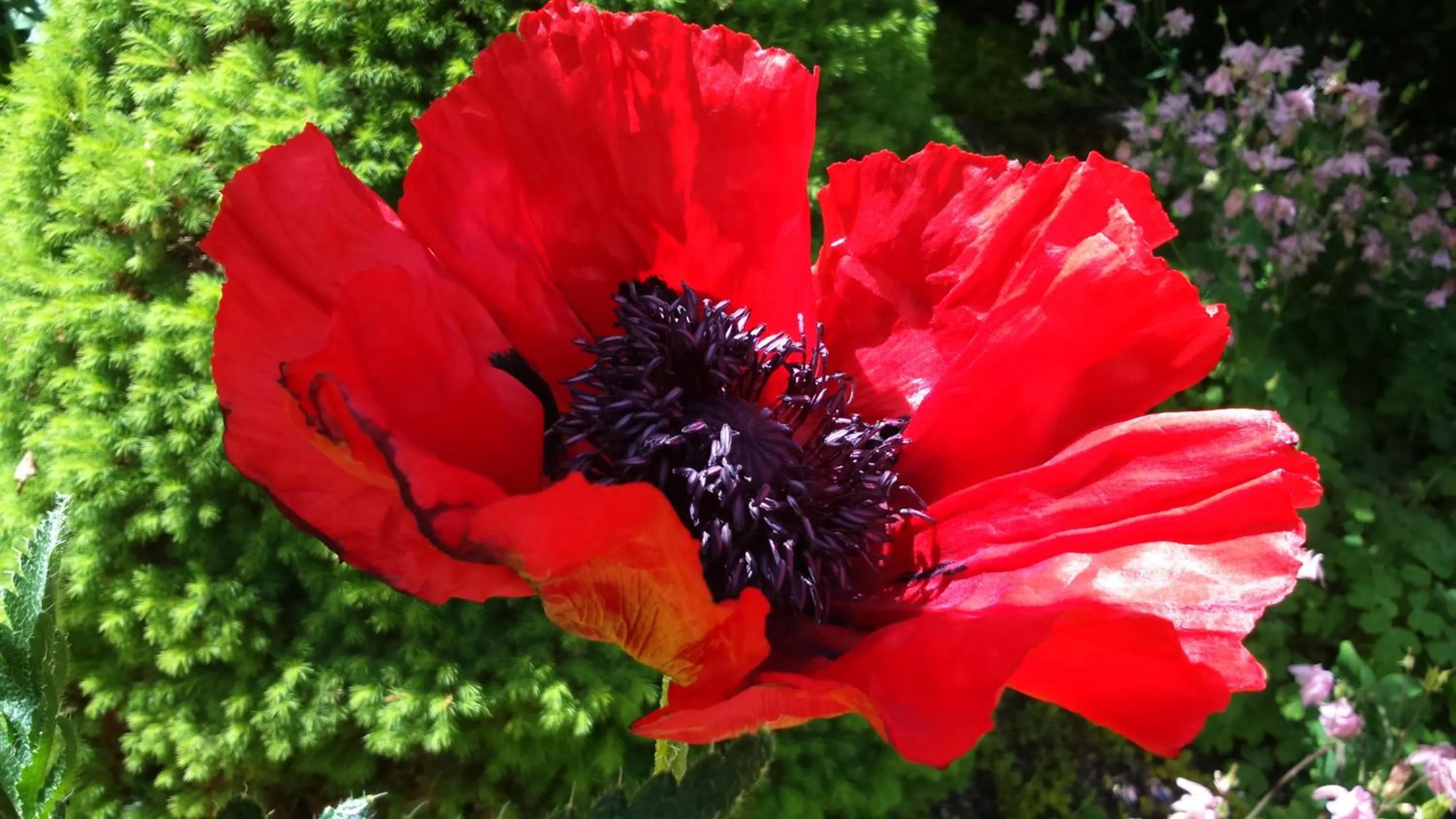 Gorse Farm House B&B