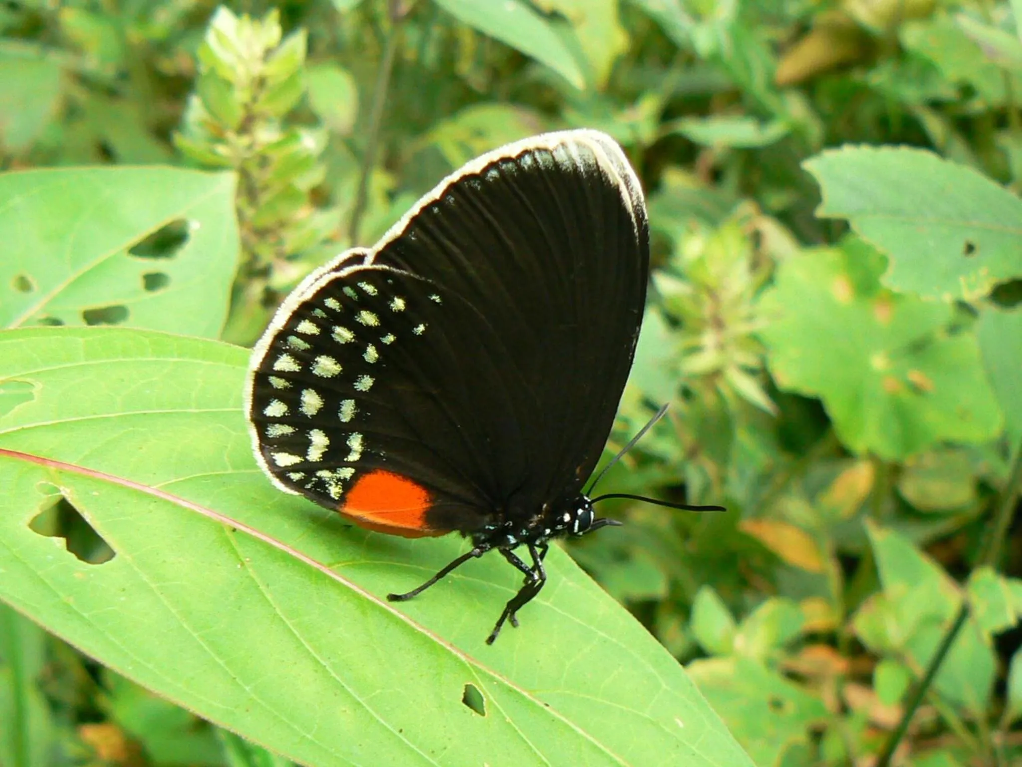 Animals in Hotel Eco Arenal