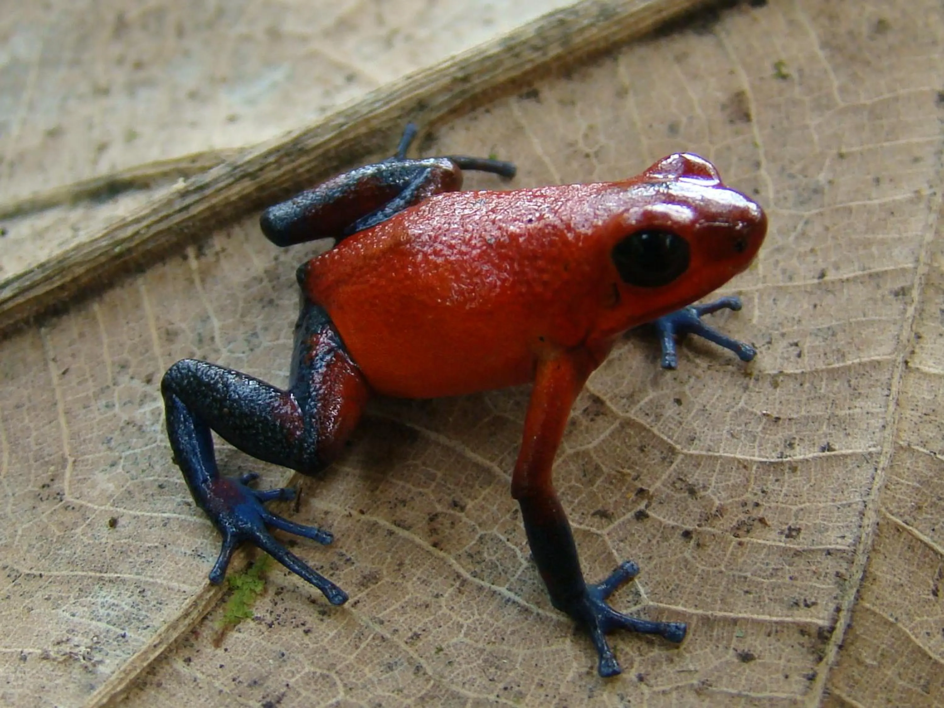 Animals in Hotel Eco Arenal