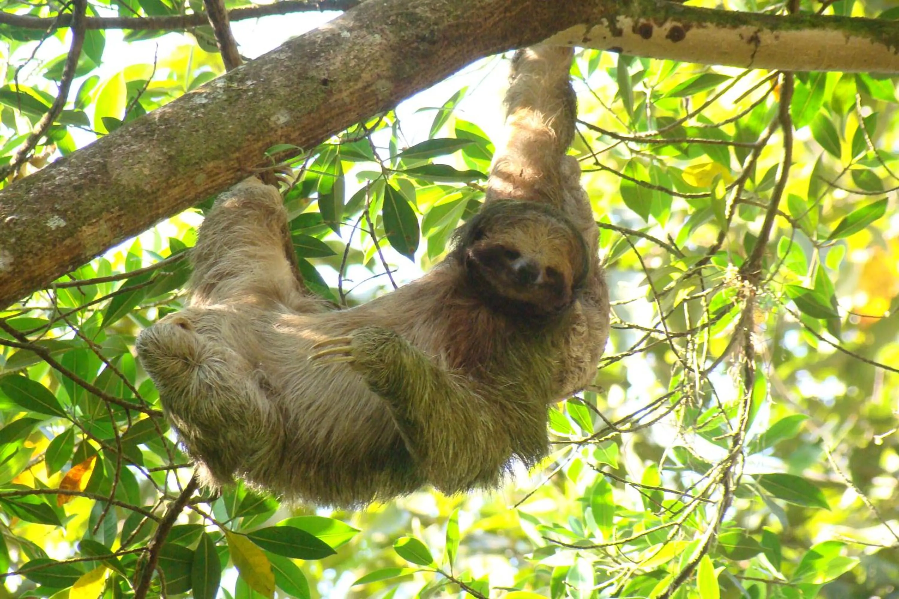 Animals in Hotel Eco Arenal