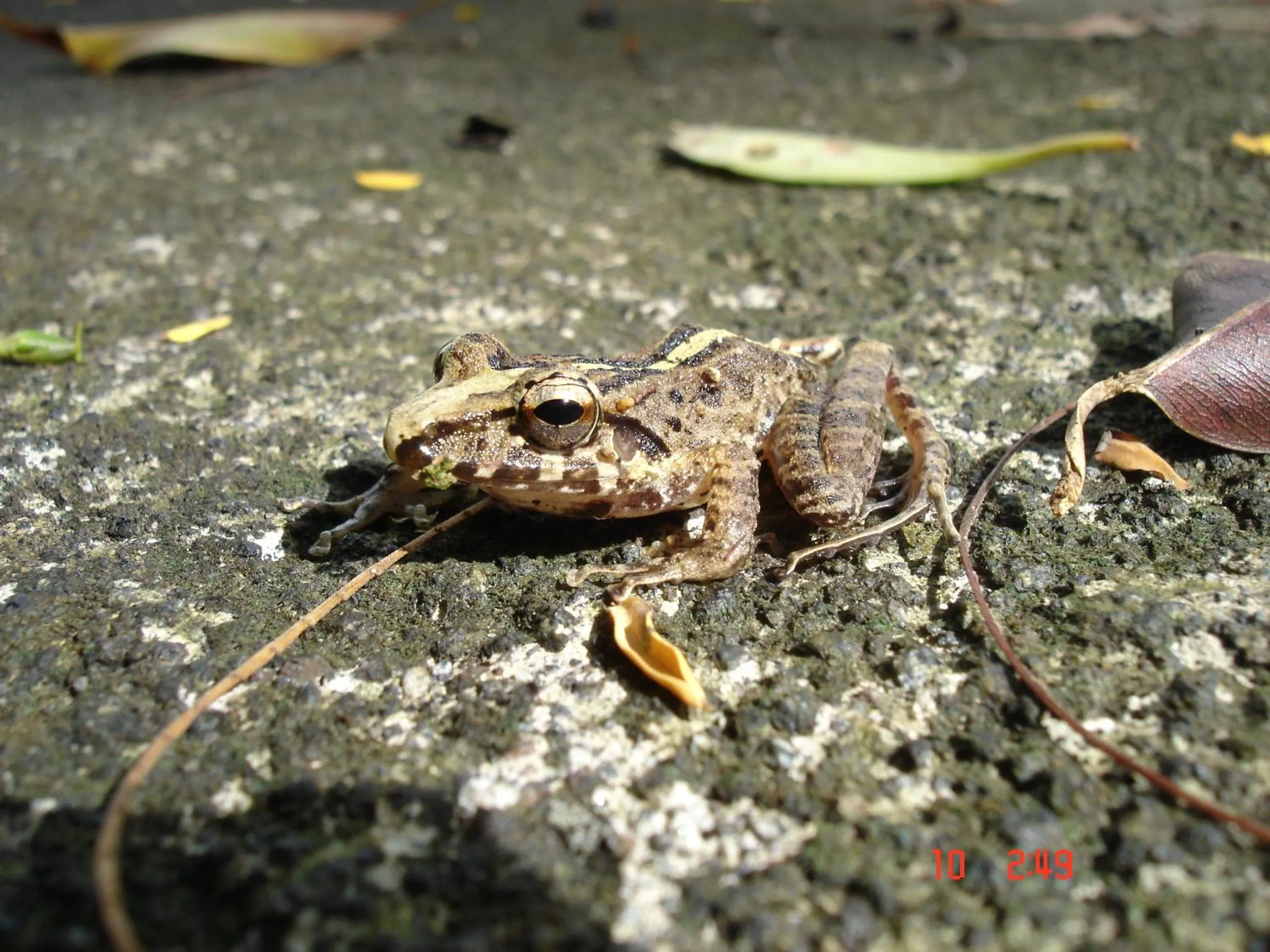 Animals in Hotel Eco Arenal