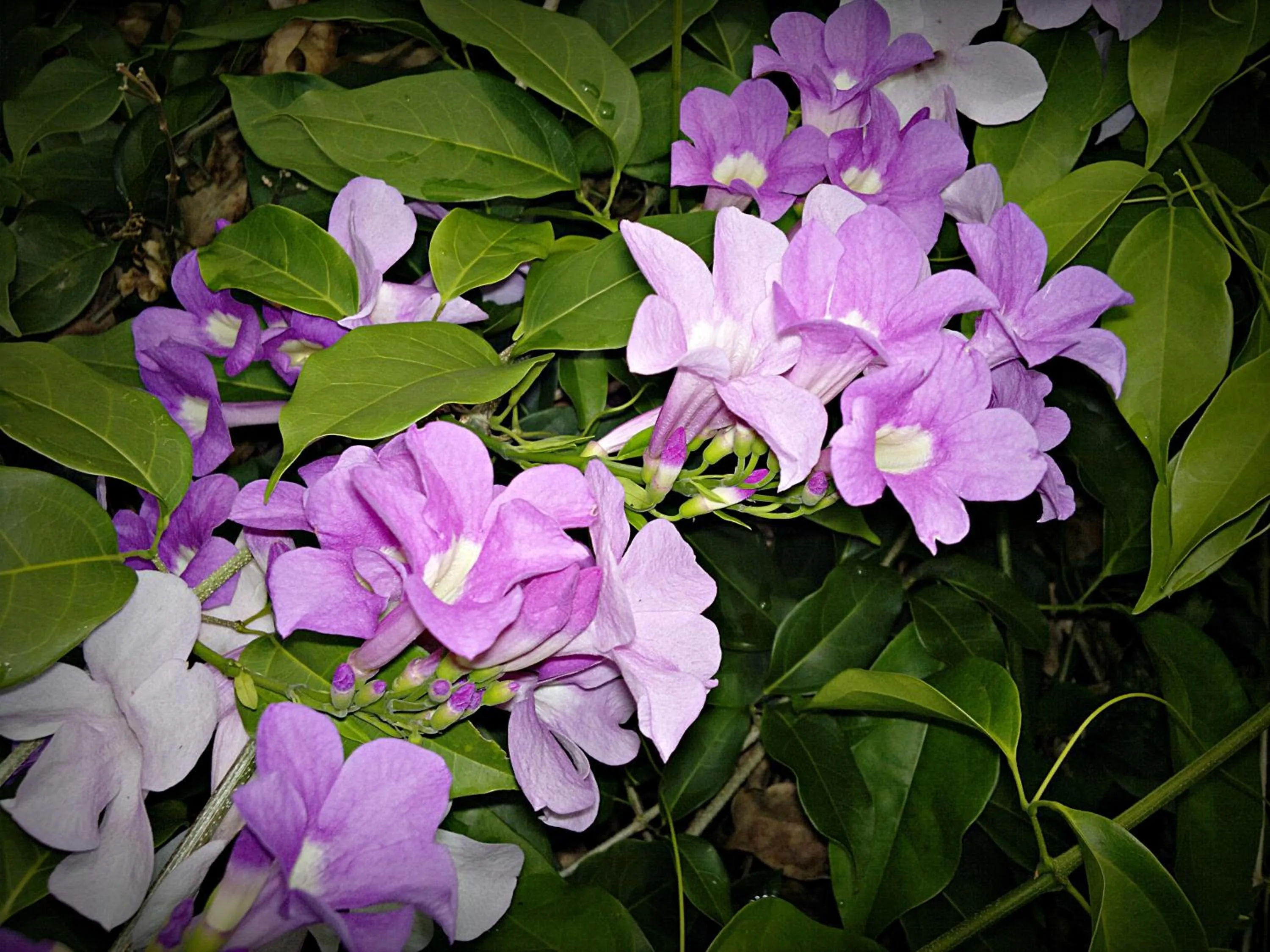 Spring in Hotel Eco Arenal