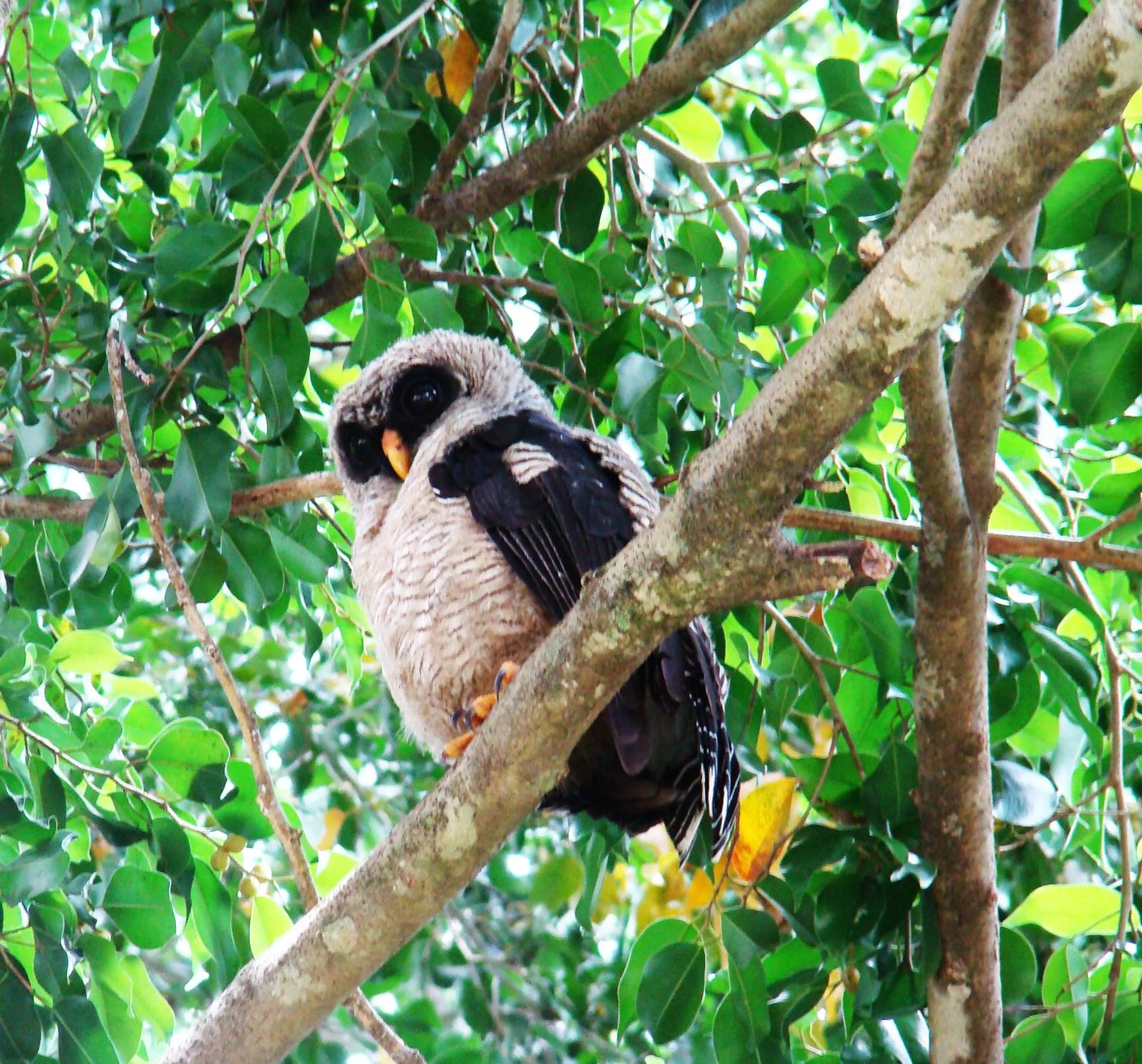 Animals in Hotel Eco Arenal