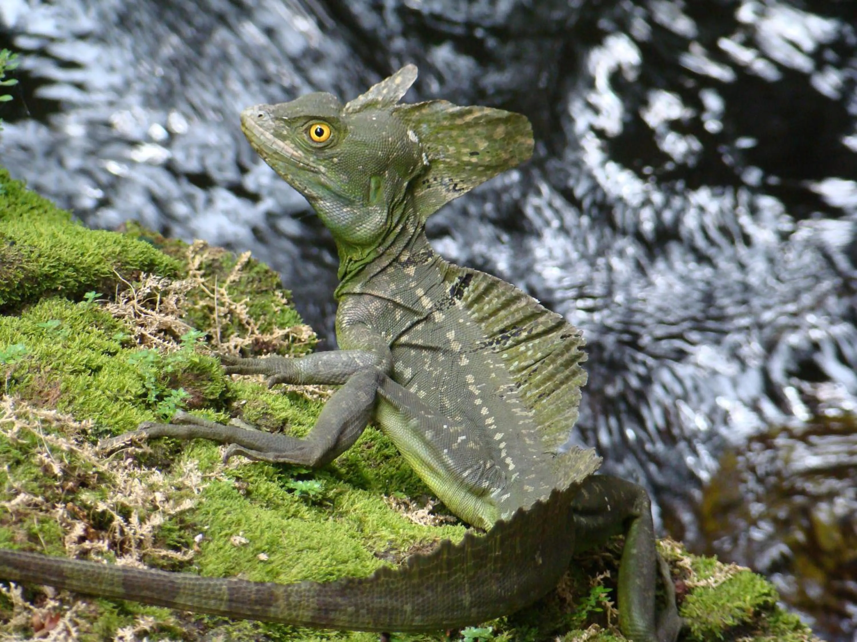 Animals in Hotel Eco Arenal