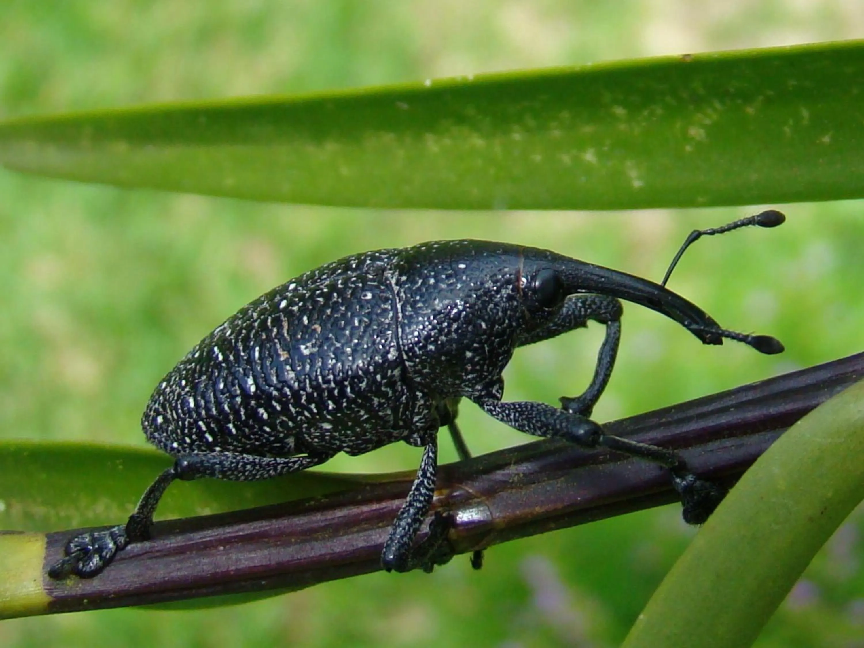 Animals in Hotel Eco Arenal
