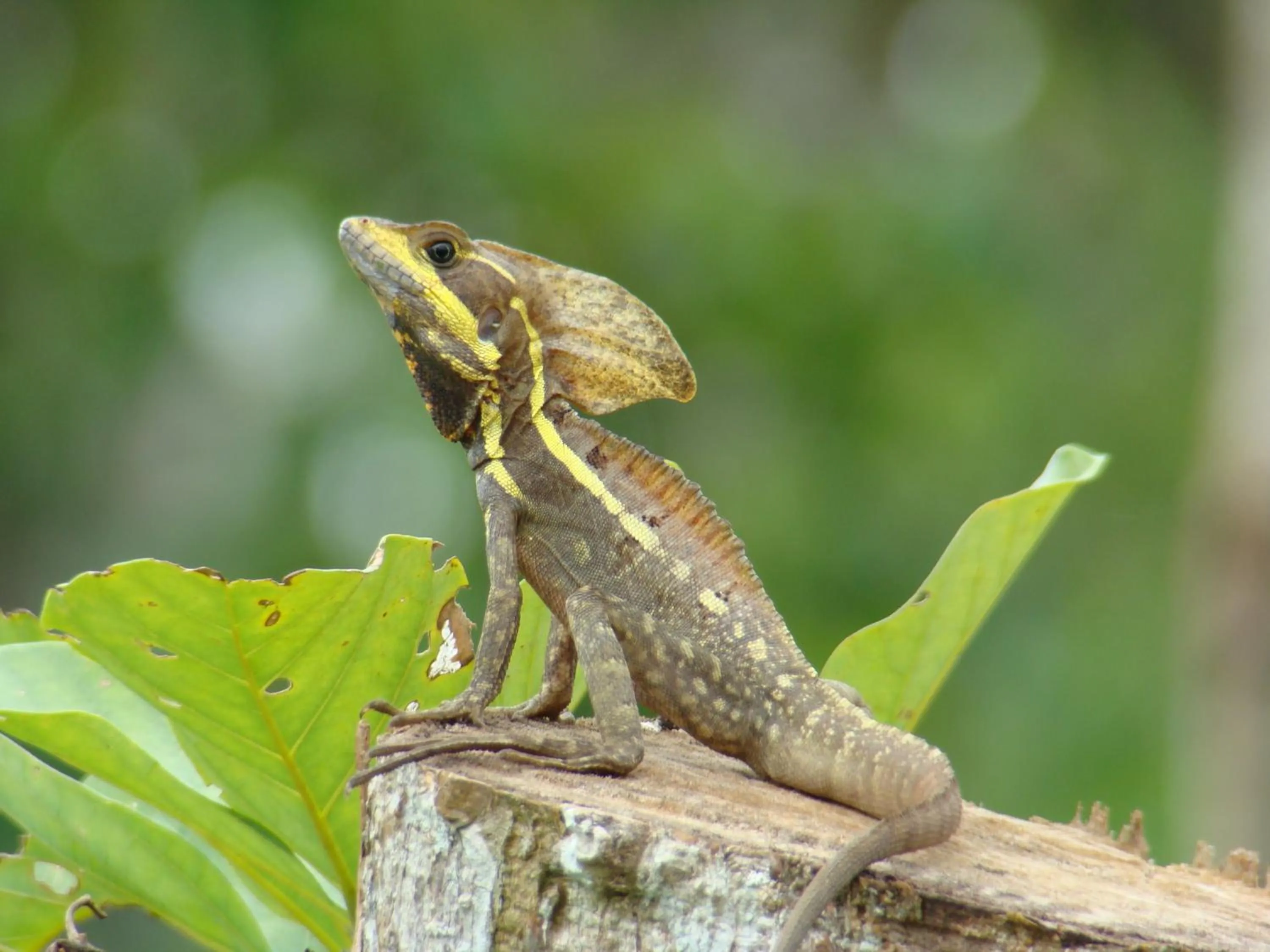 Animals in Hotel Eco Arenal