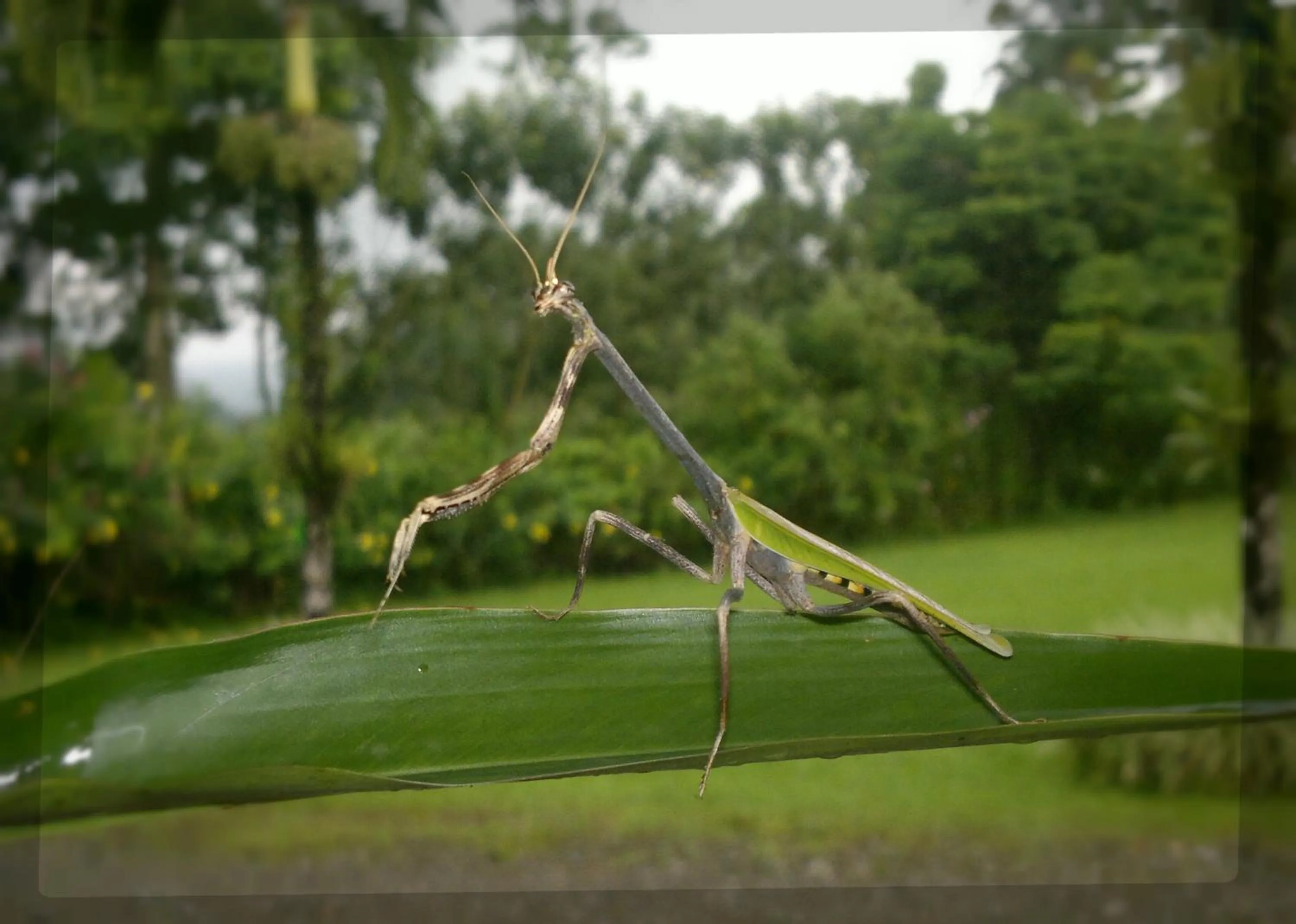 Animals in Hotel Eco Arenal