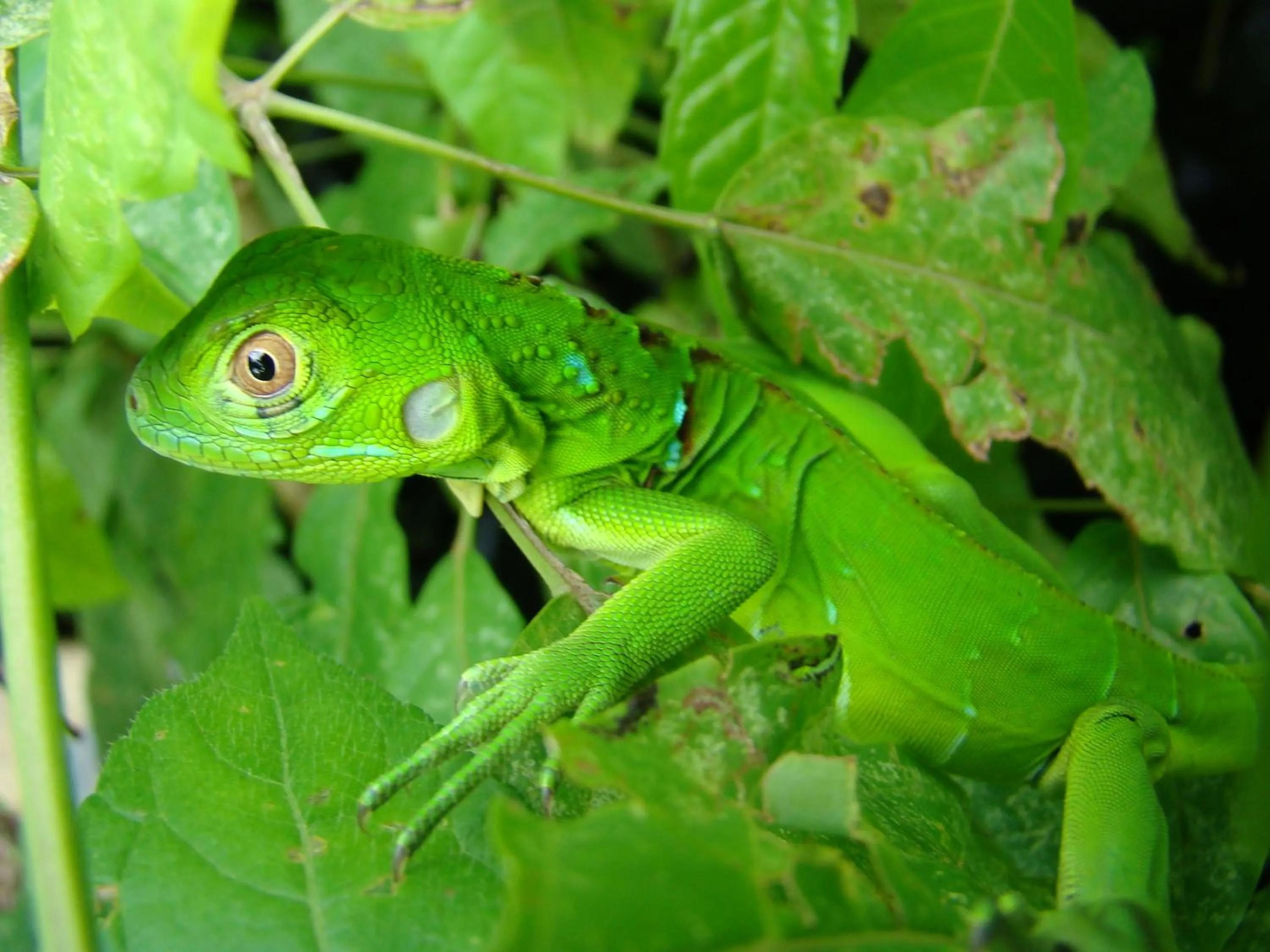 Animals in Hotel Eco Arenal