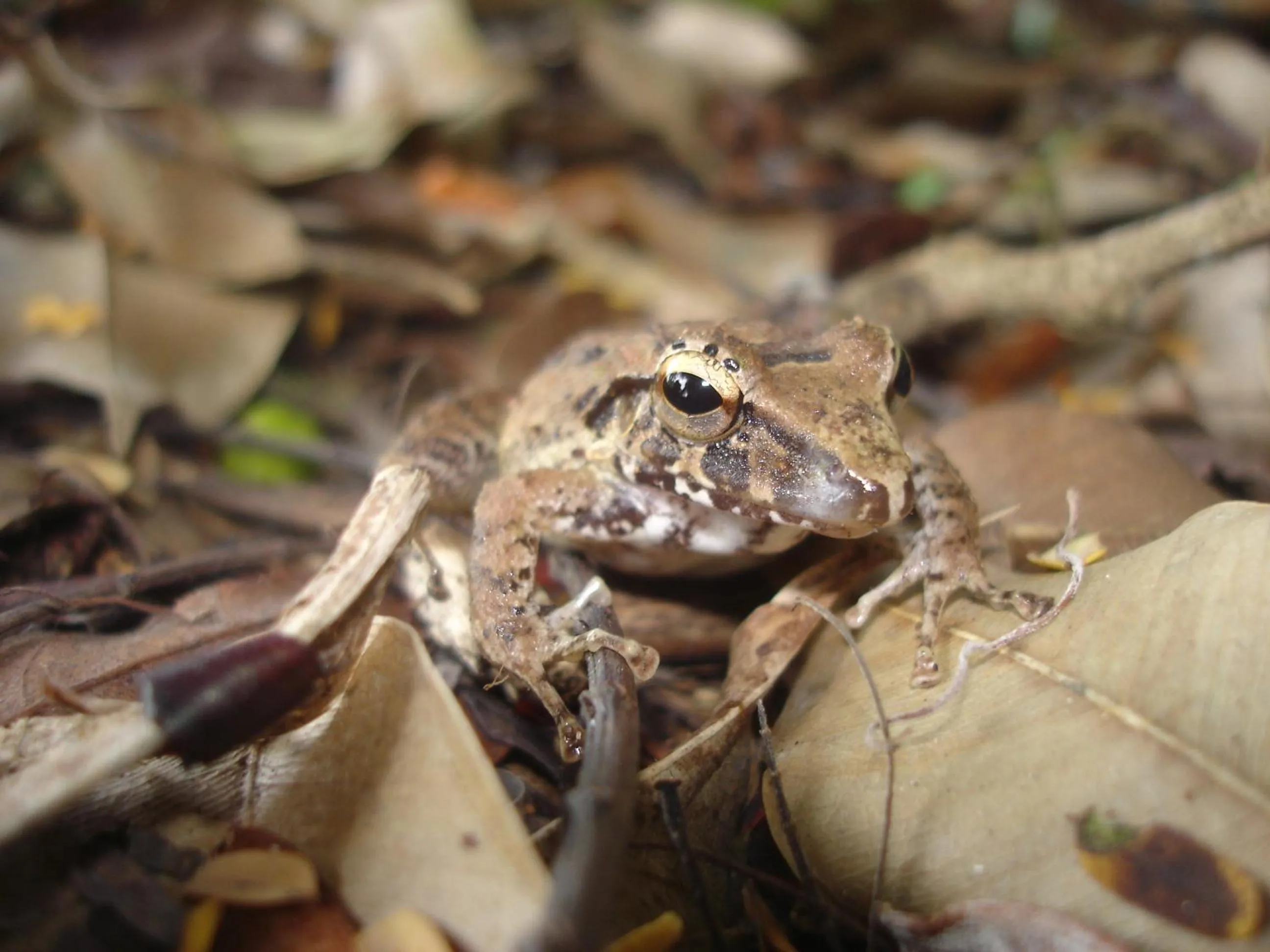 Animals in Hotel Eco Arenal