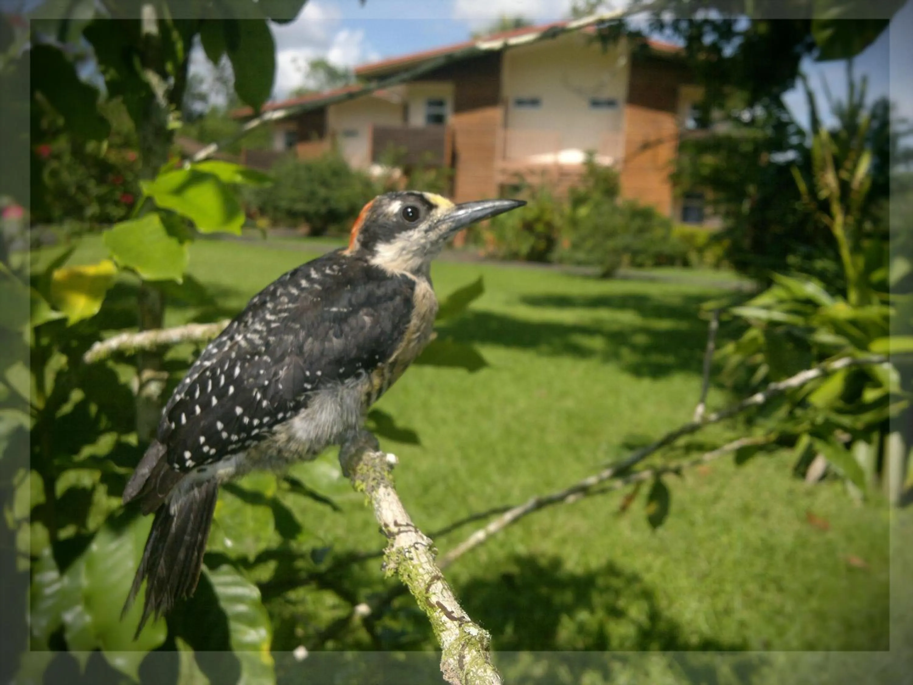 Animals in Hotel Eco Arenal
