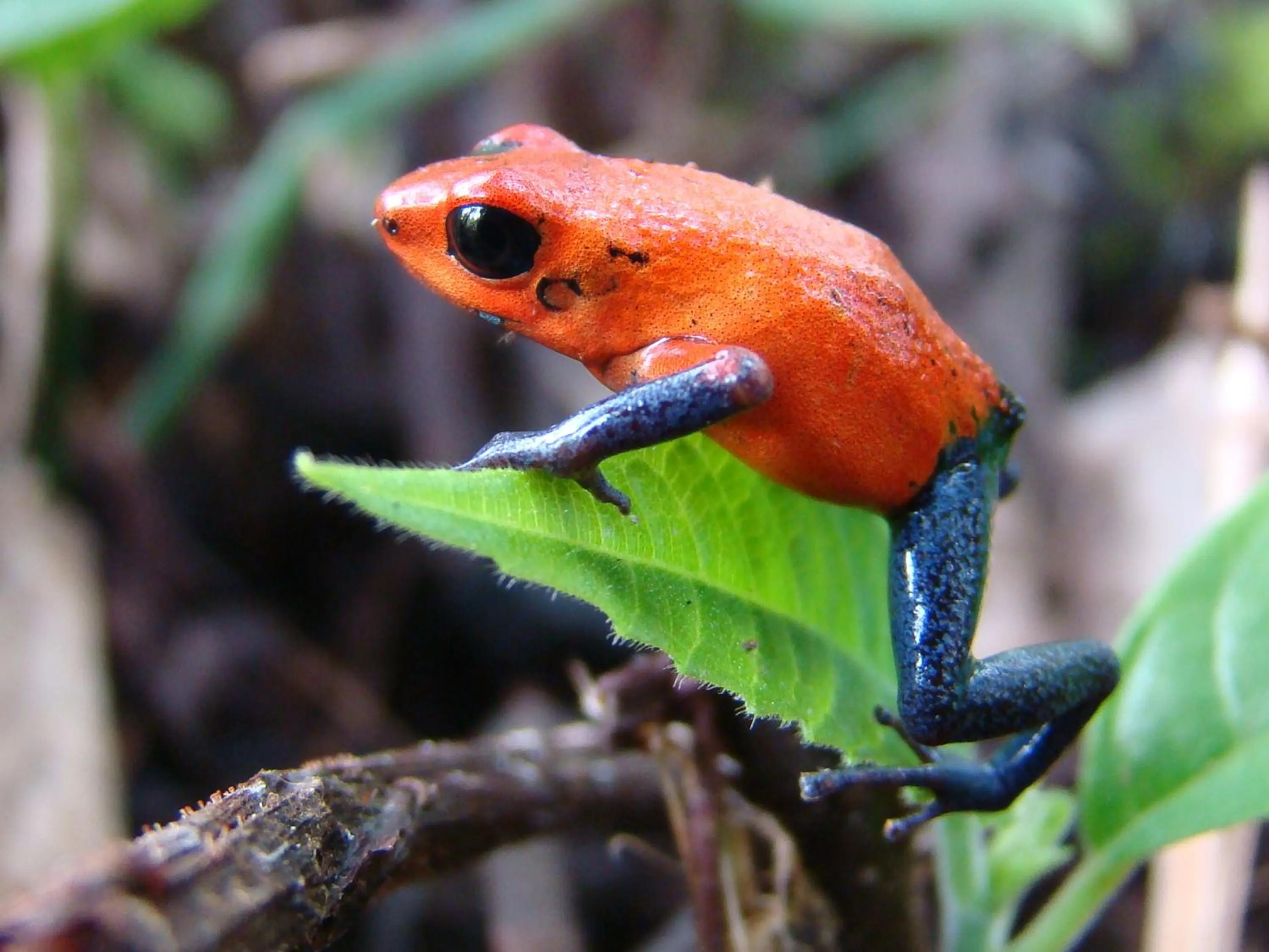 Animals in Hotel Eco Arenal