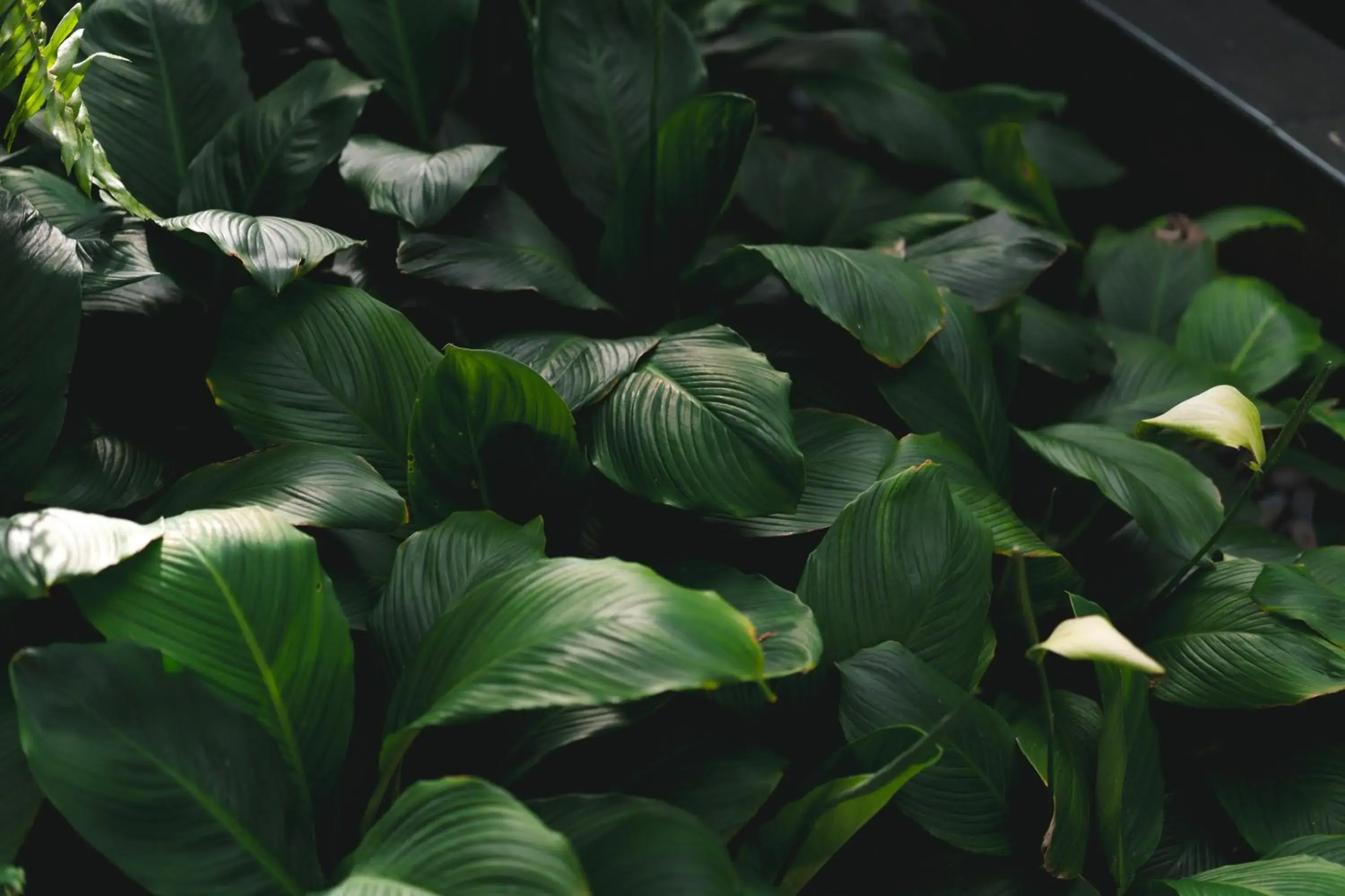 Garden in Makka Hotel Garden in Makka Hotel