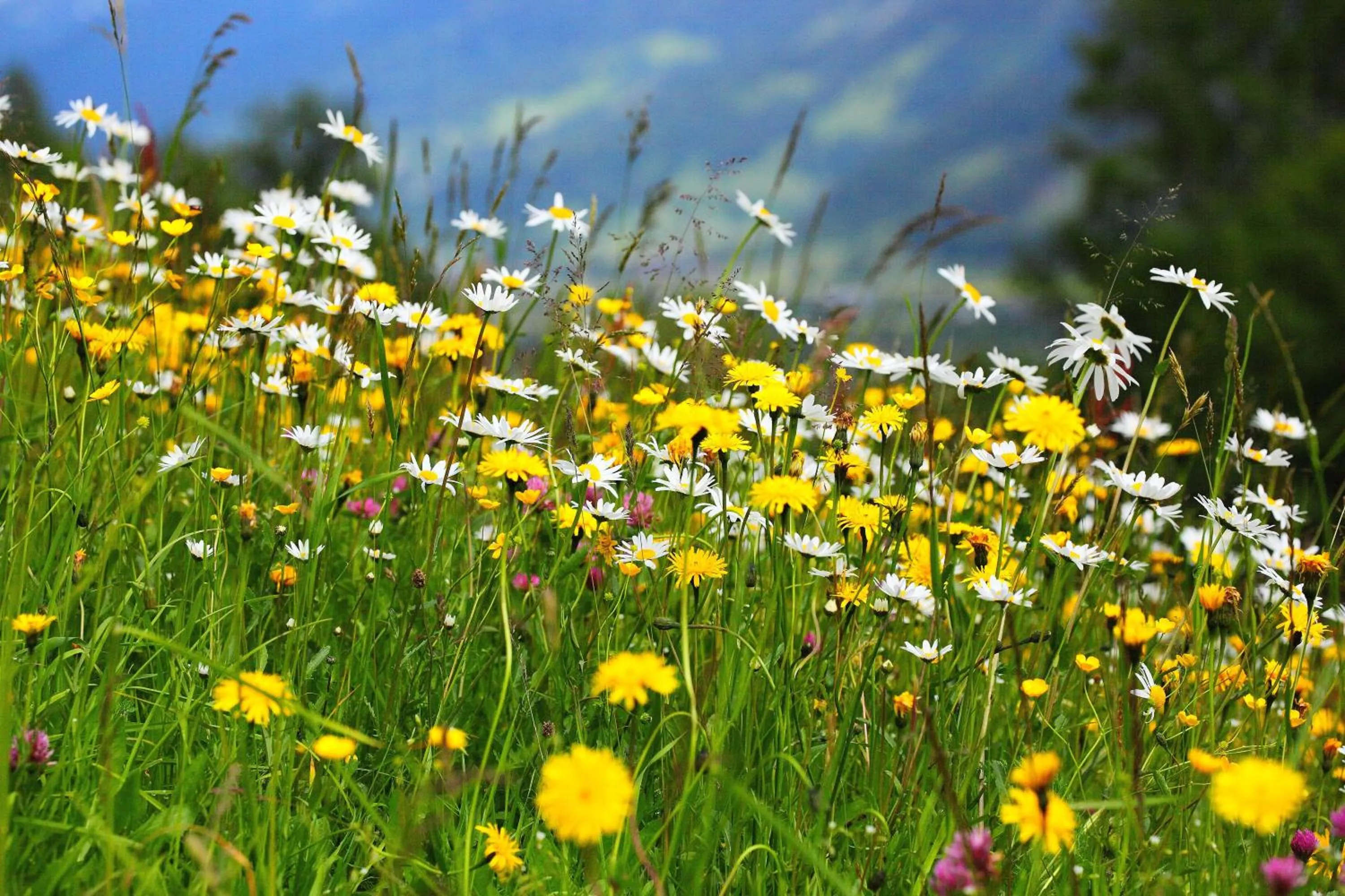 Spring in Aparthotel Bergtraum