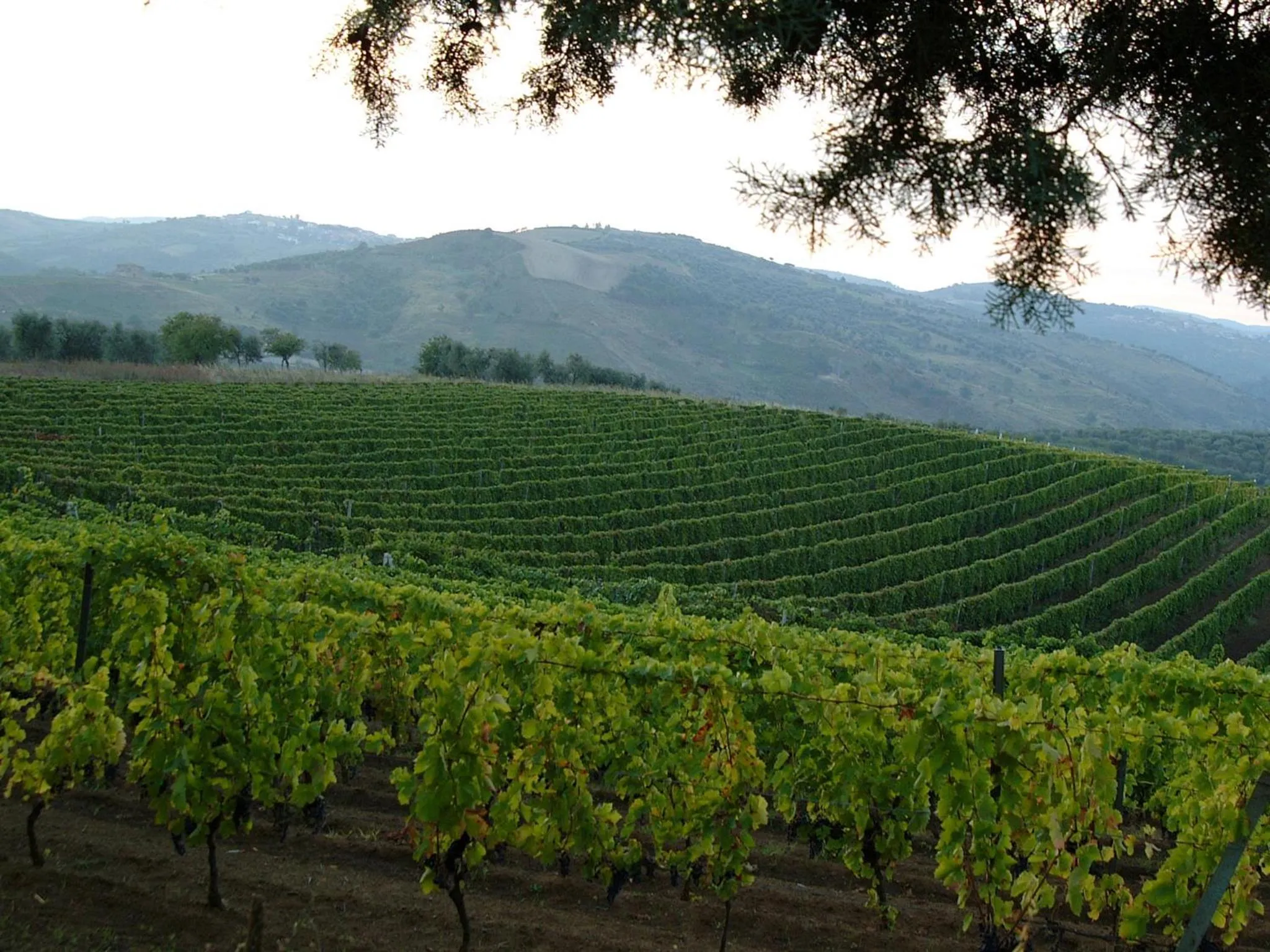 Activities in Il Castagneto Hotel