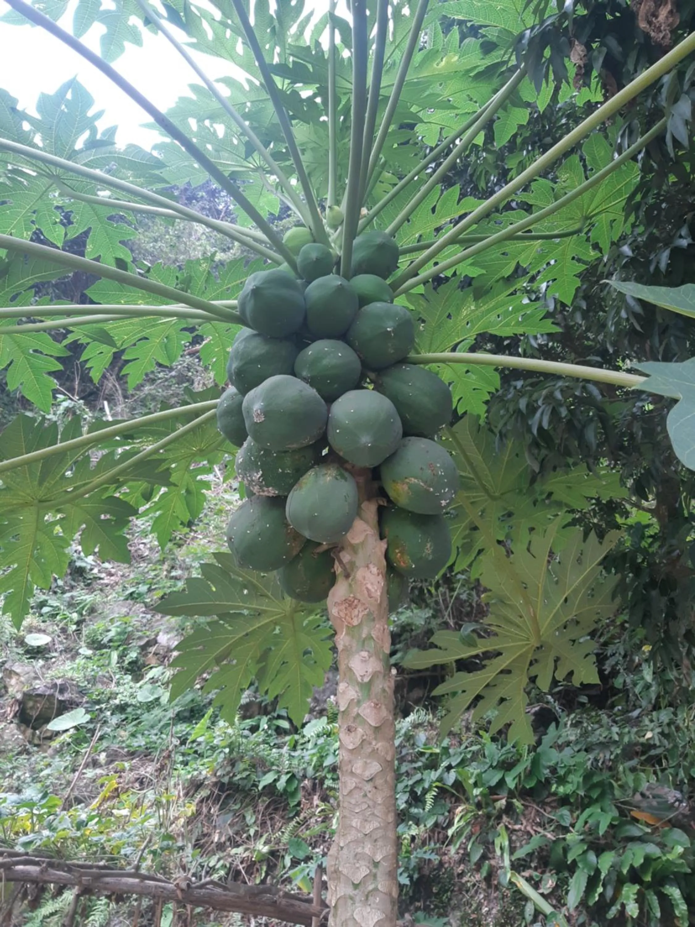 Ha Giang Historic Hotel & Tours