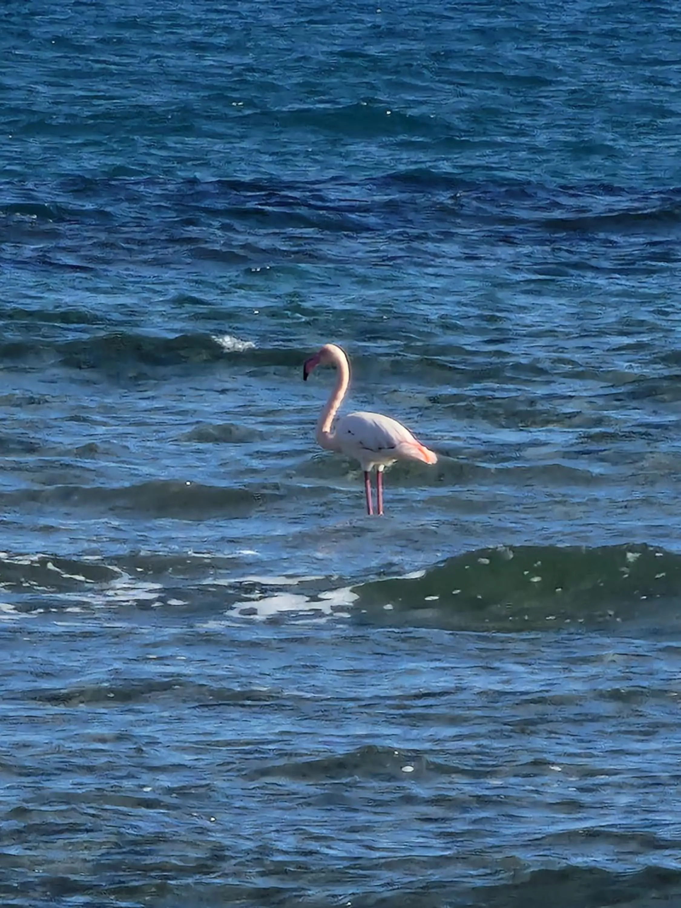 Animals in Island Boutique Hotel