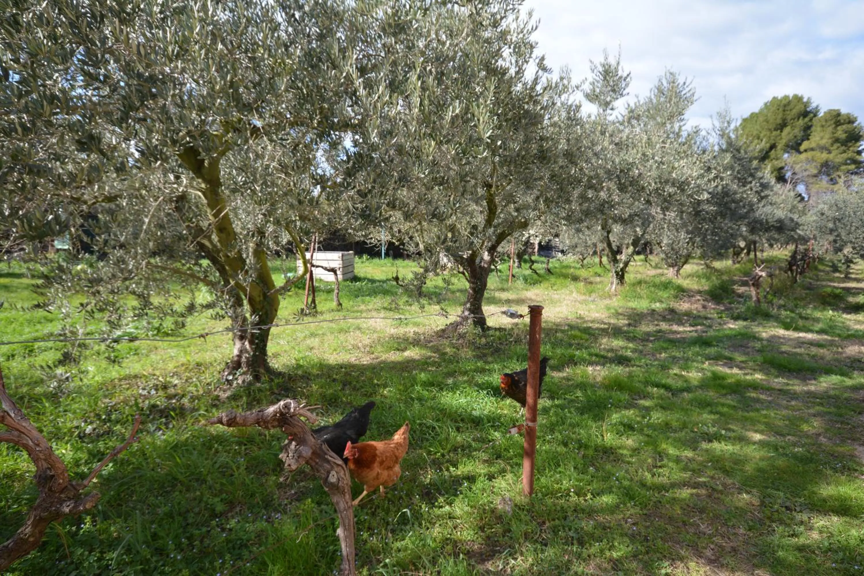 Garden view in le cabanon de l'olivette