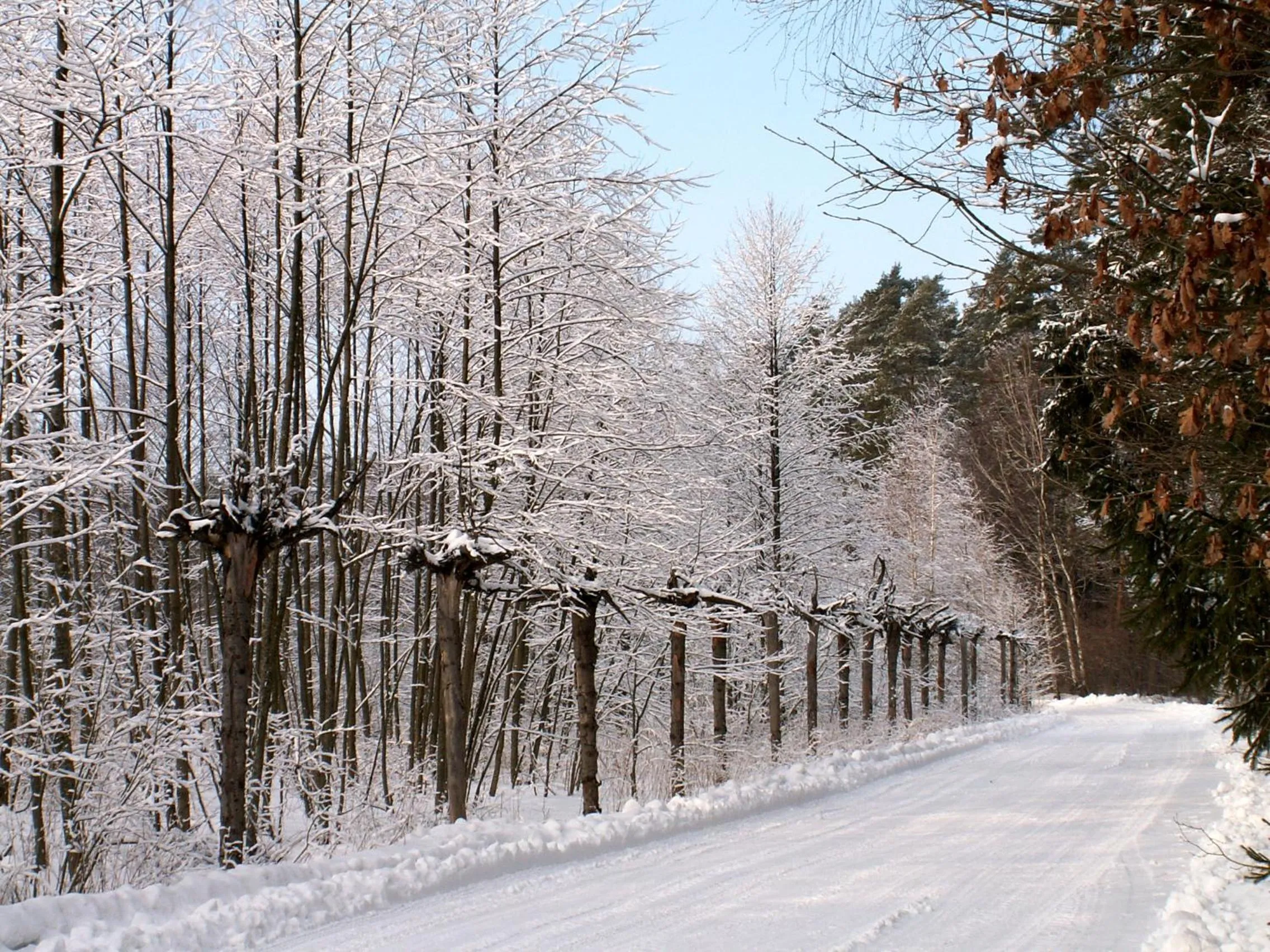Winter in Galindia