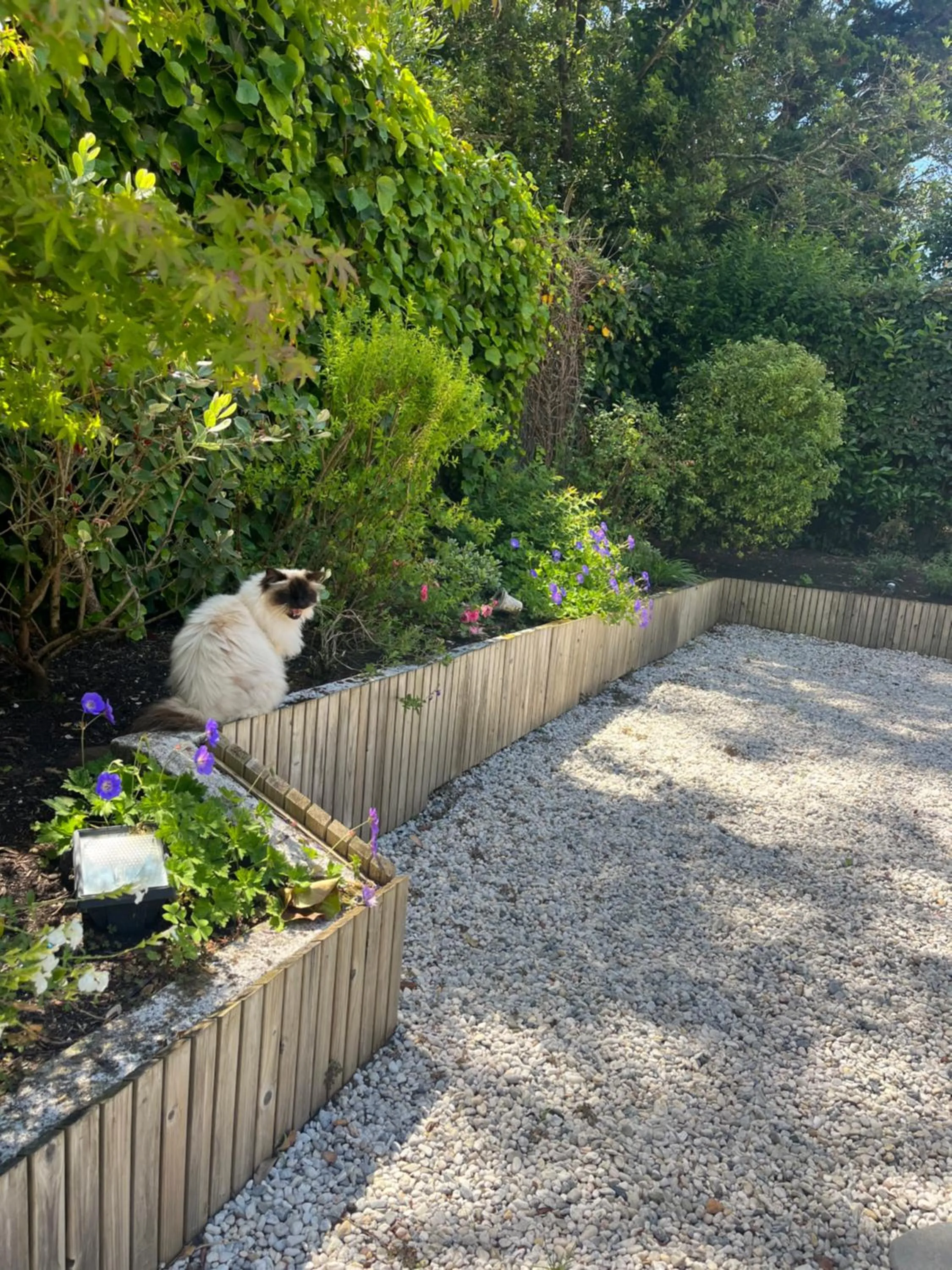 Pets in Chambre d'Hôtes Etchebri
