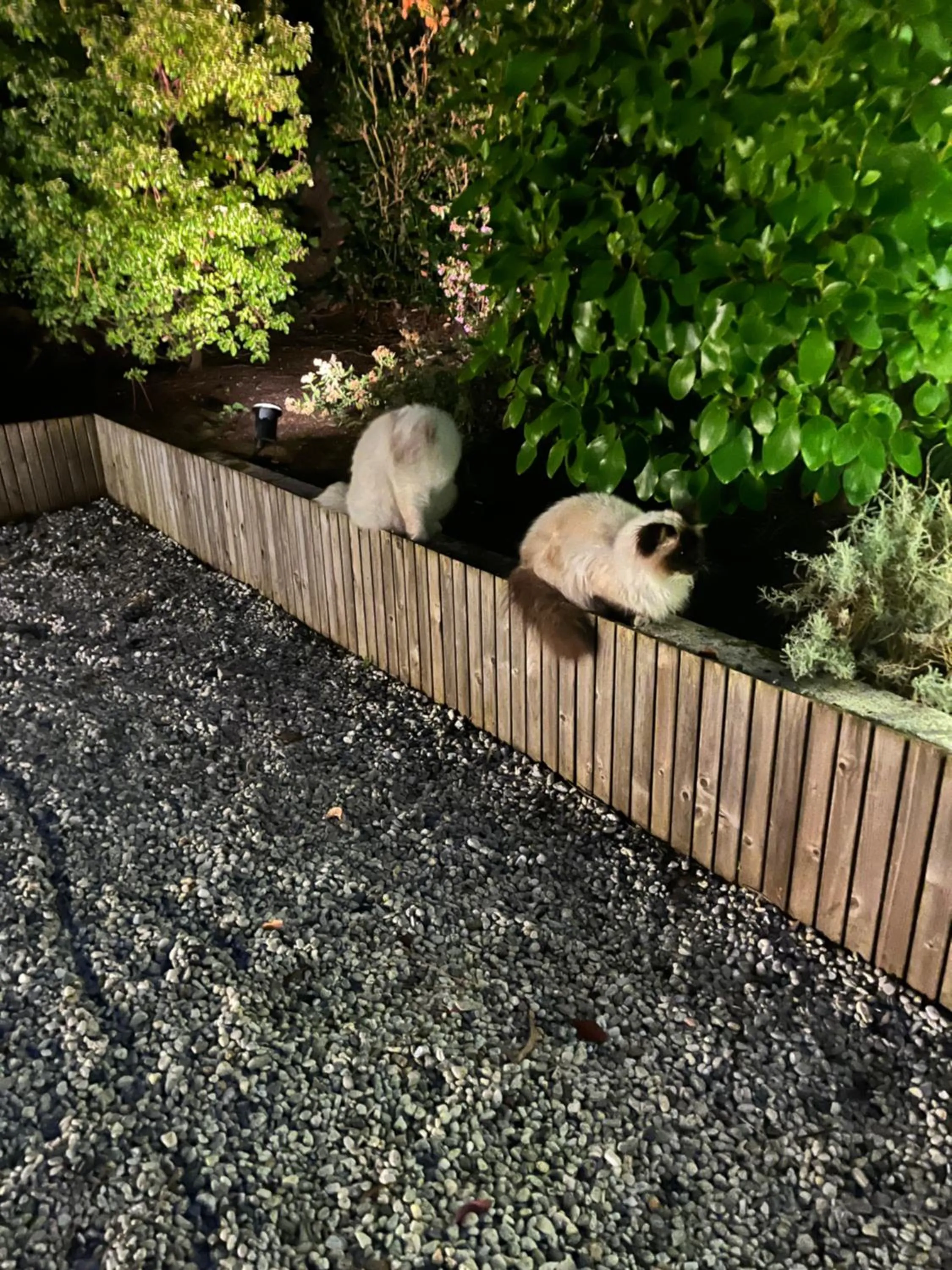 Animals in Chambre d'Hôtes Etchebri