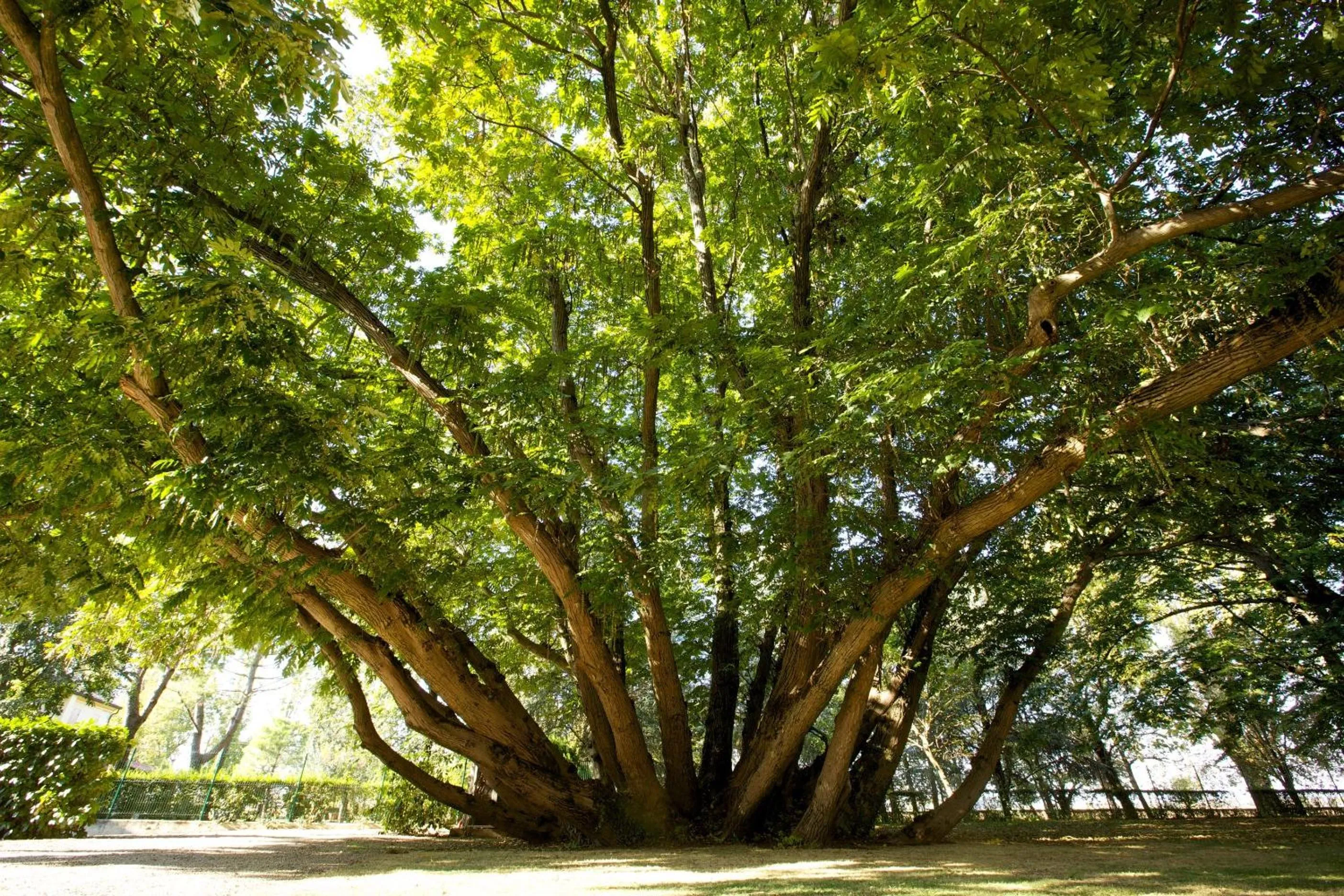 Garden in Relais Villa Ormaneto