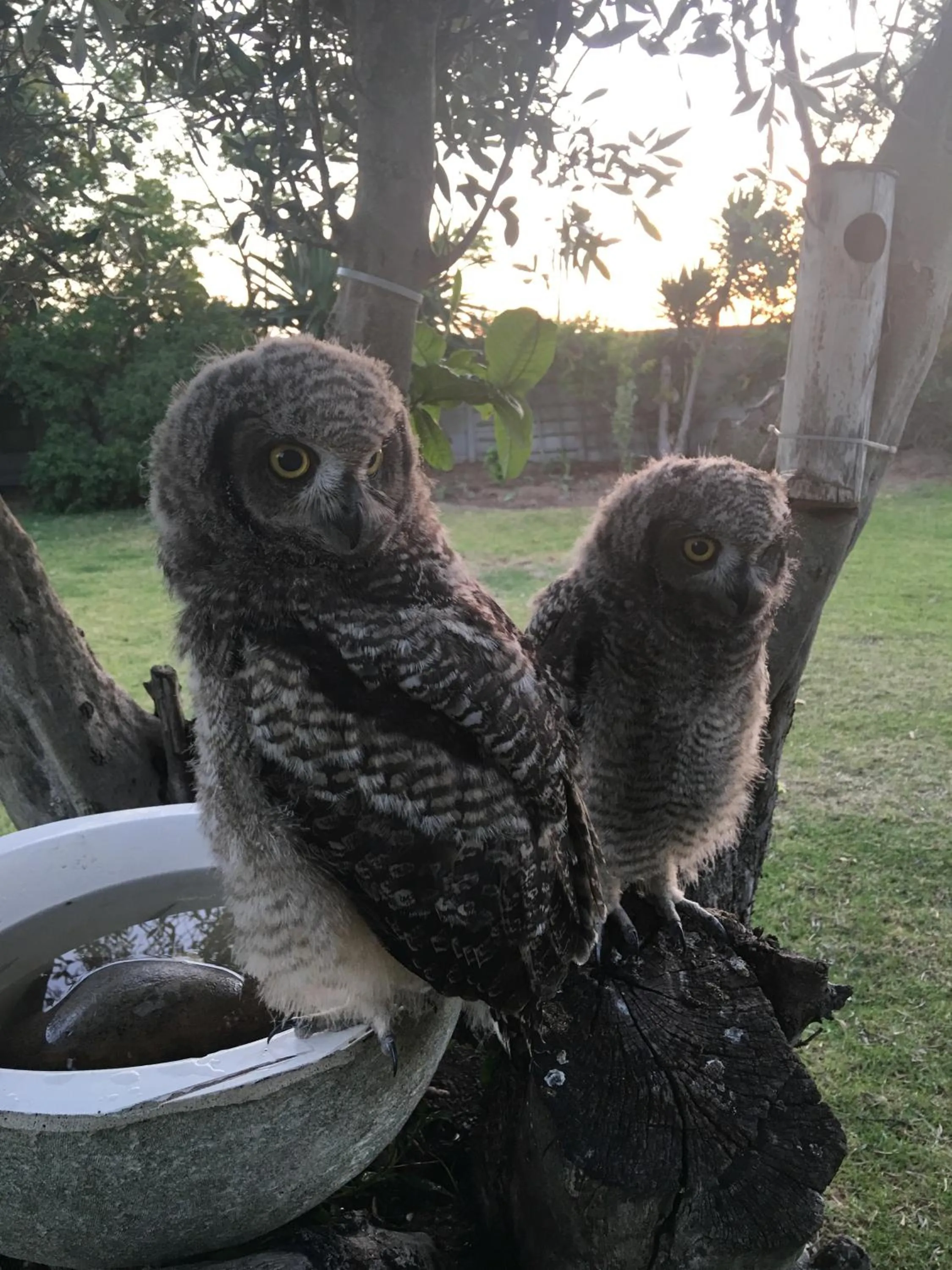 Garden in Goblin's Creek