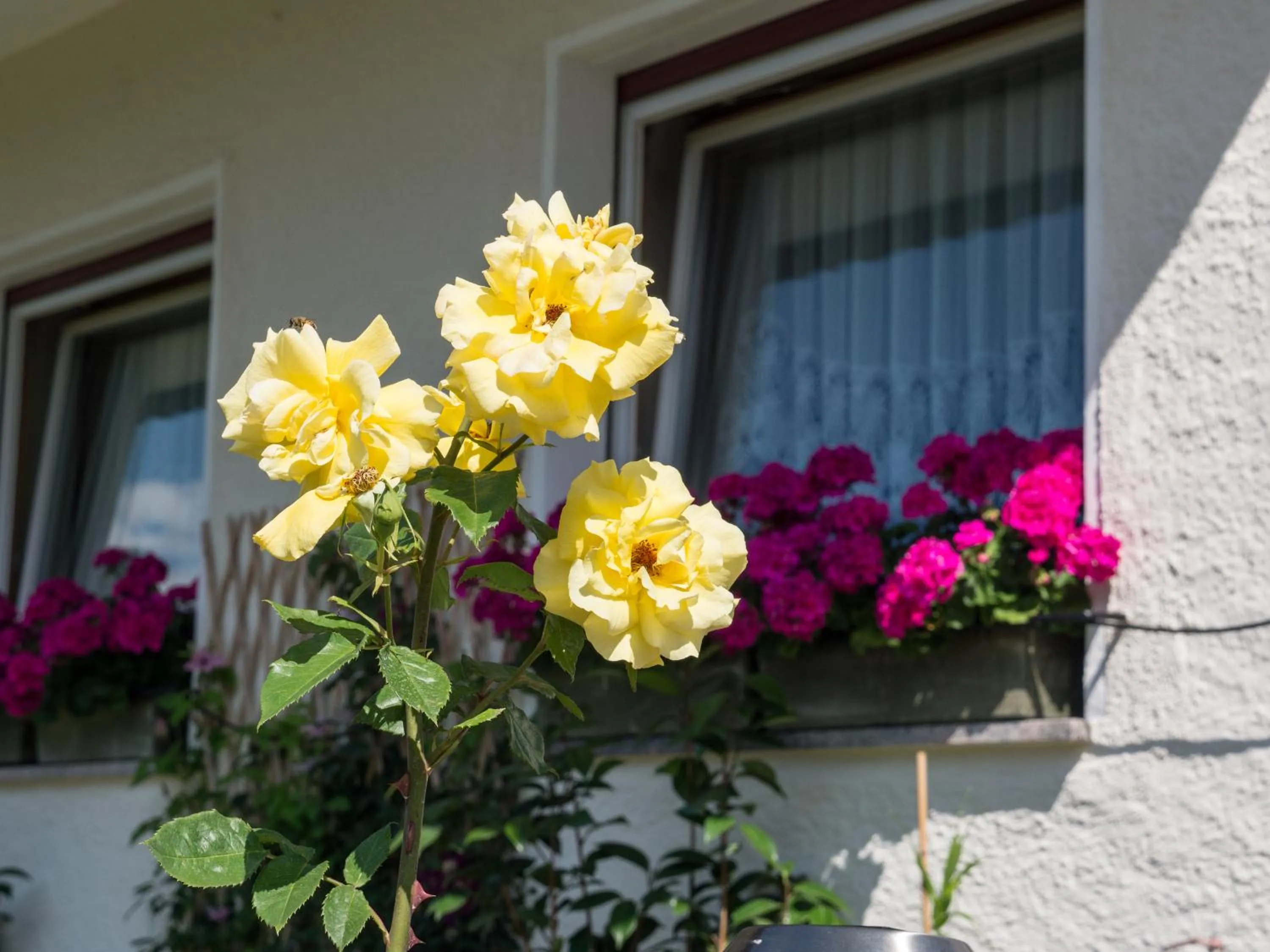 Spring in Guesthouse Pension Grafenstein