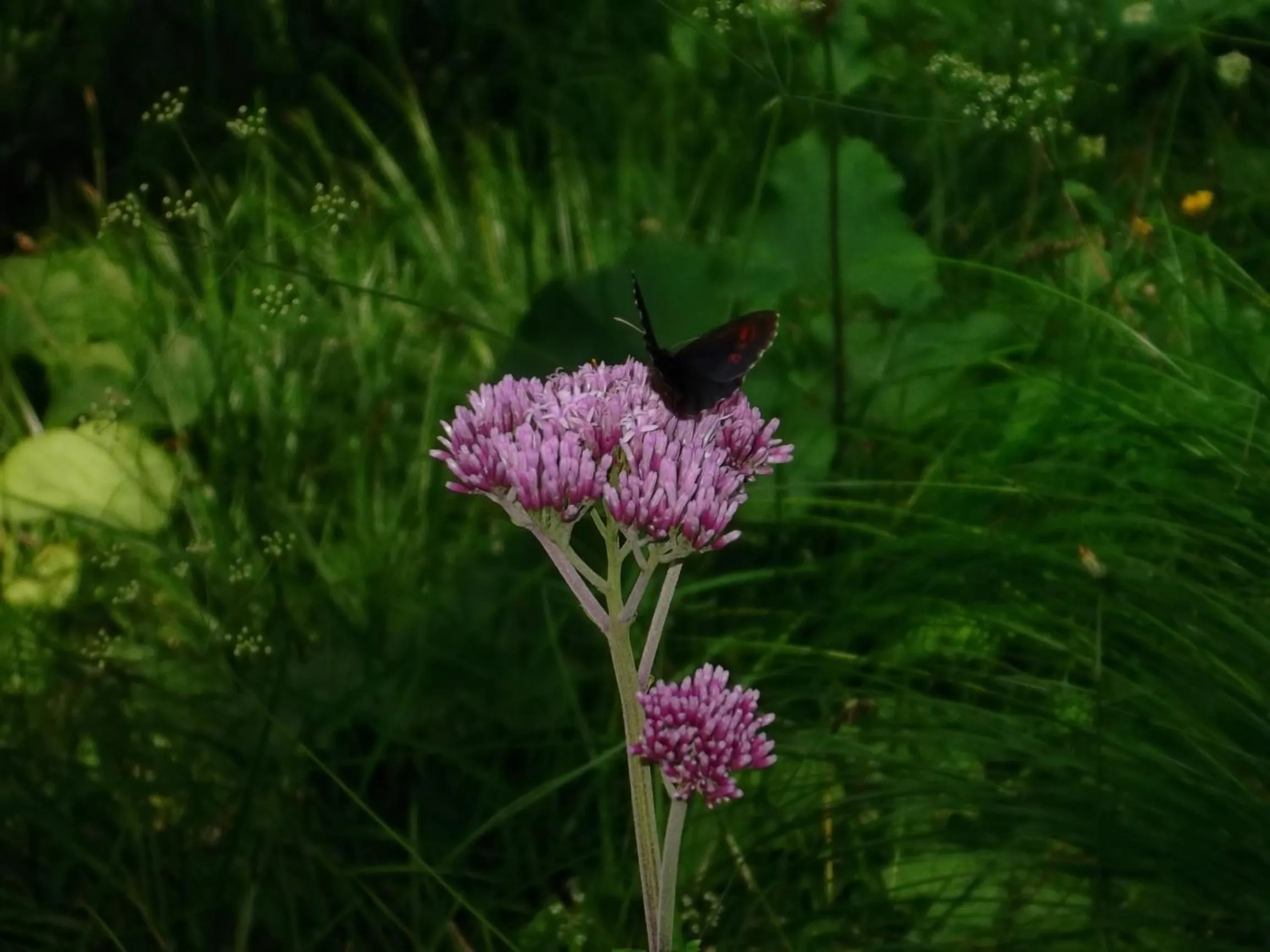 Entertainment in Hotel Garni Suisse