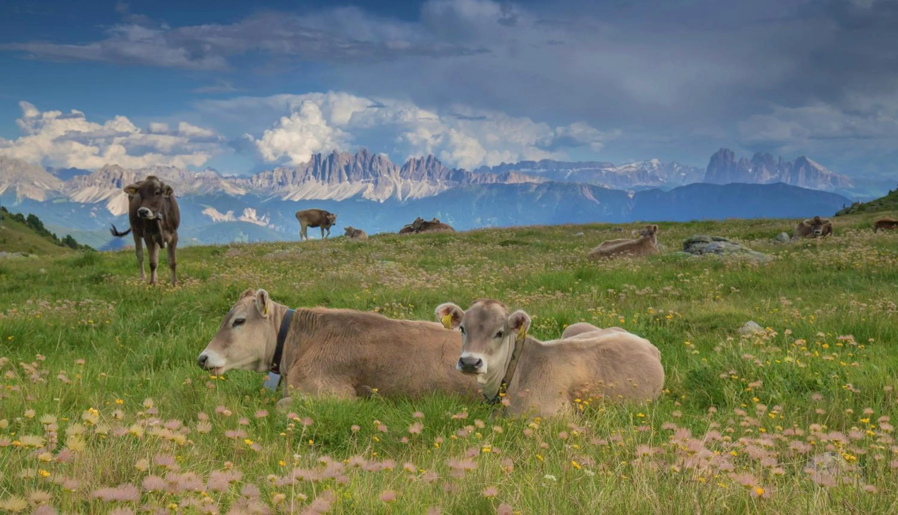 Animals in Residence Alpenrose