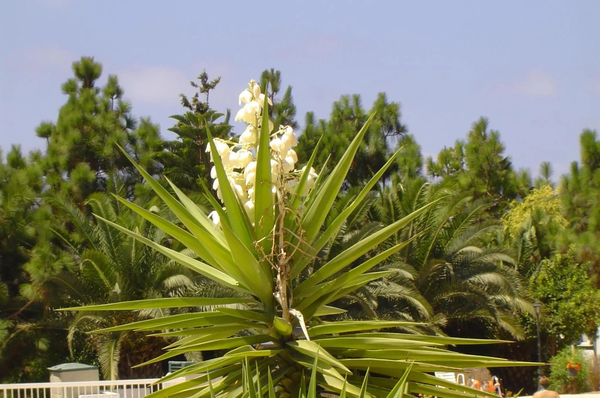 Ikaria village-ground floor apartment No 4