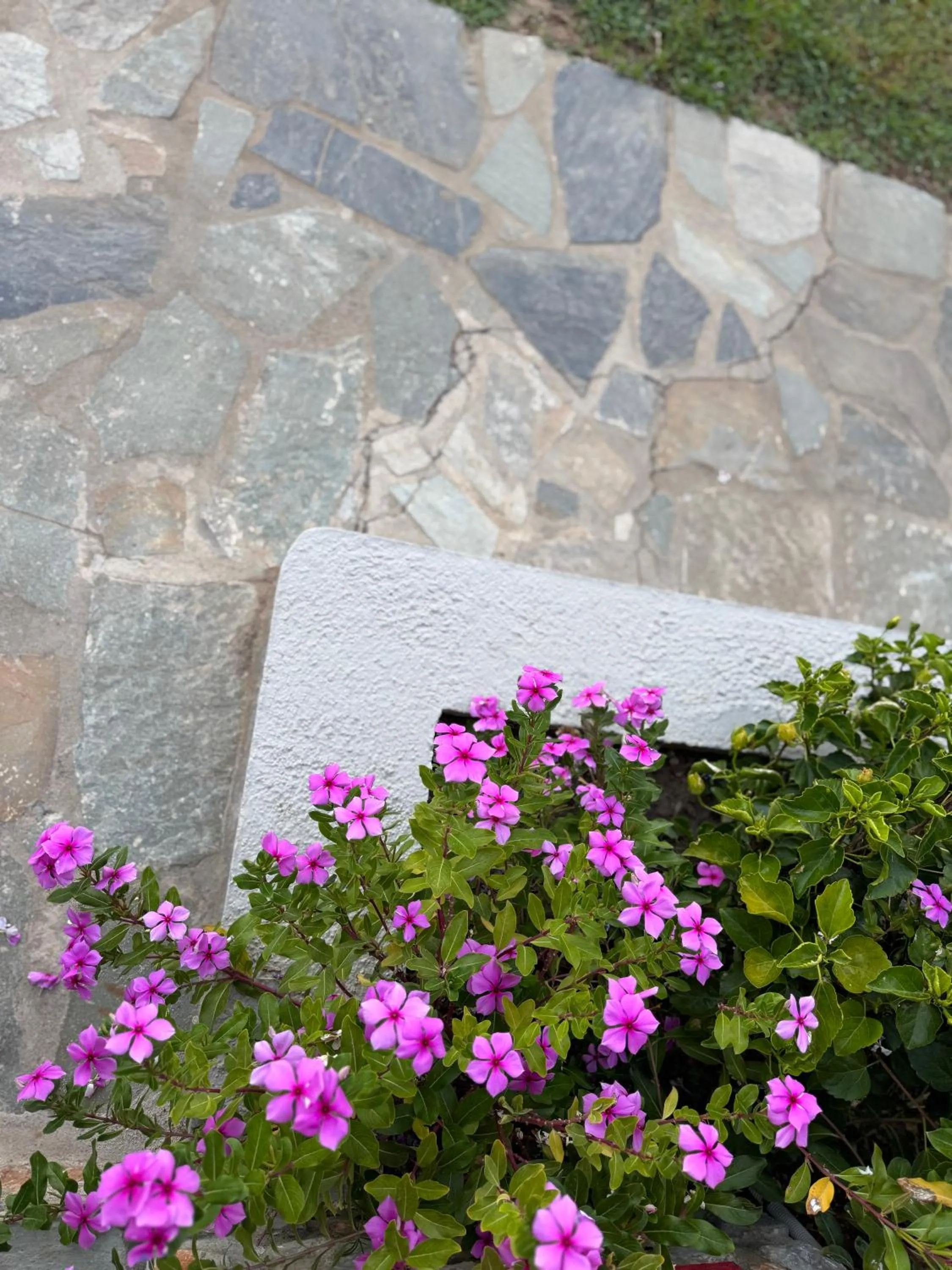Garden in Azzurro