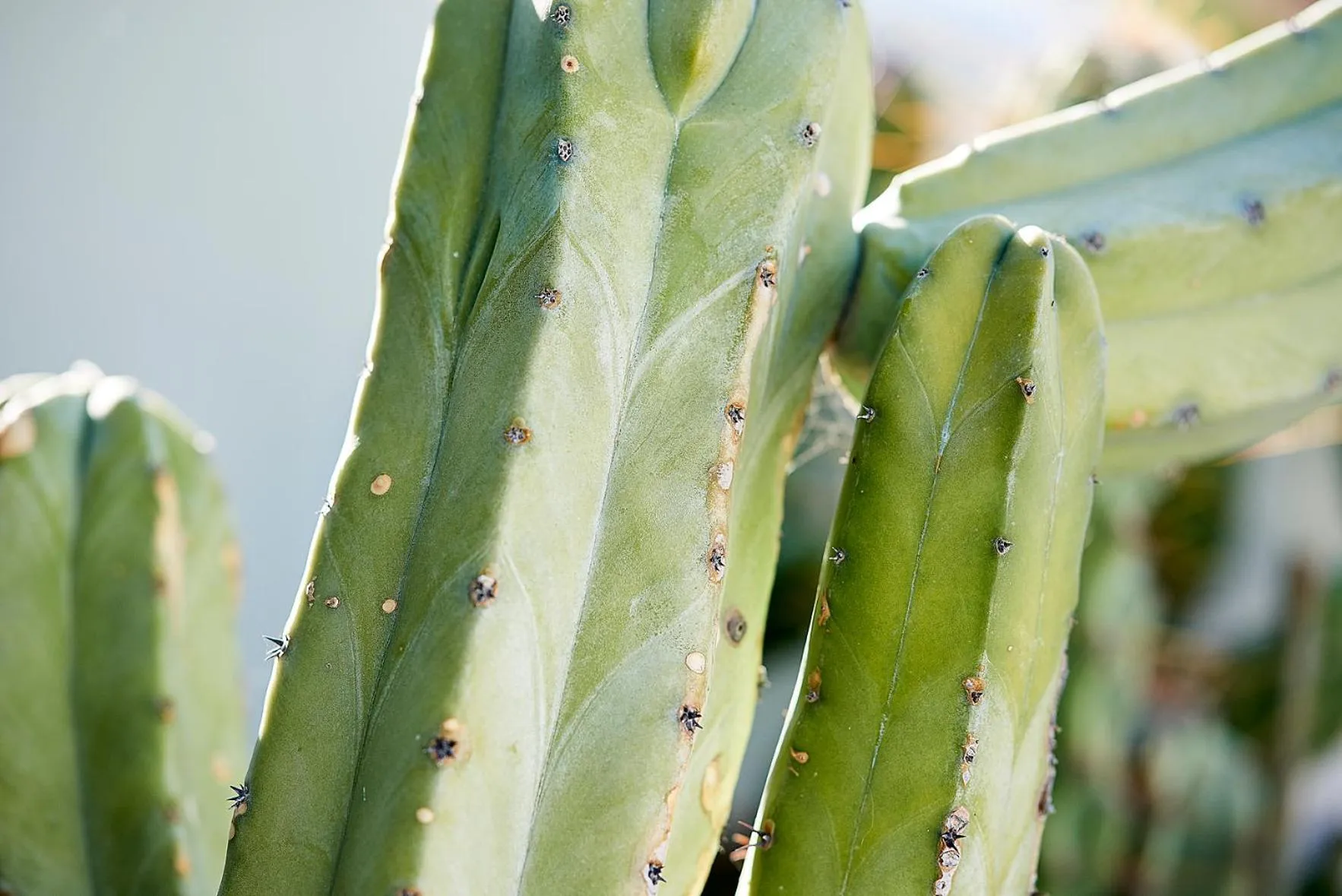 Garden in Elia Studios Pollonia