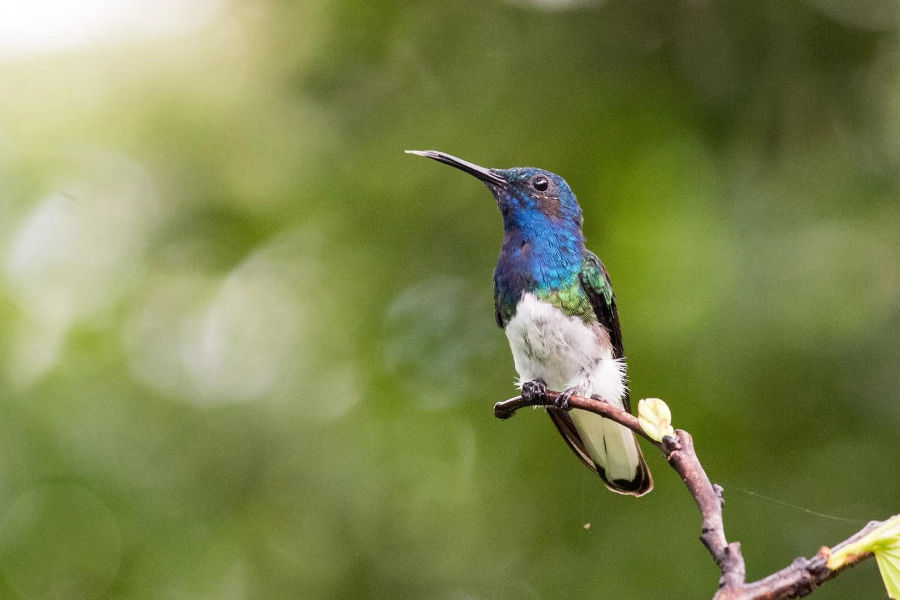 Animals in Hotel El Mono Feliz