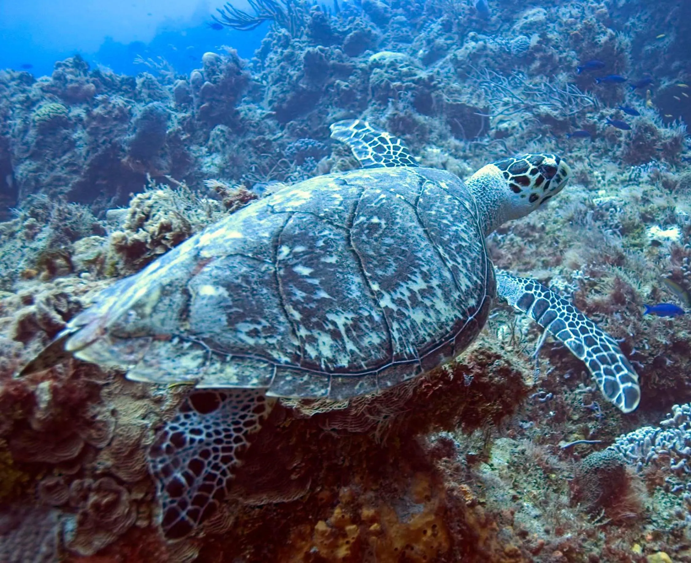 Diving in Hotel El Mono Feliz