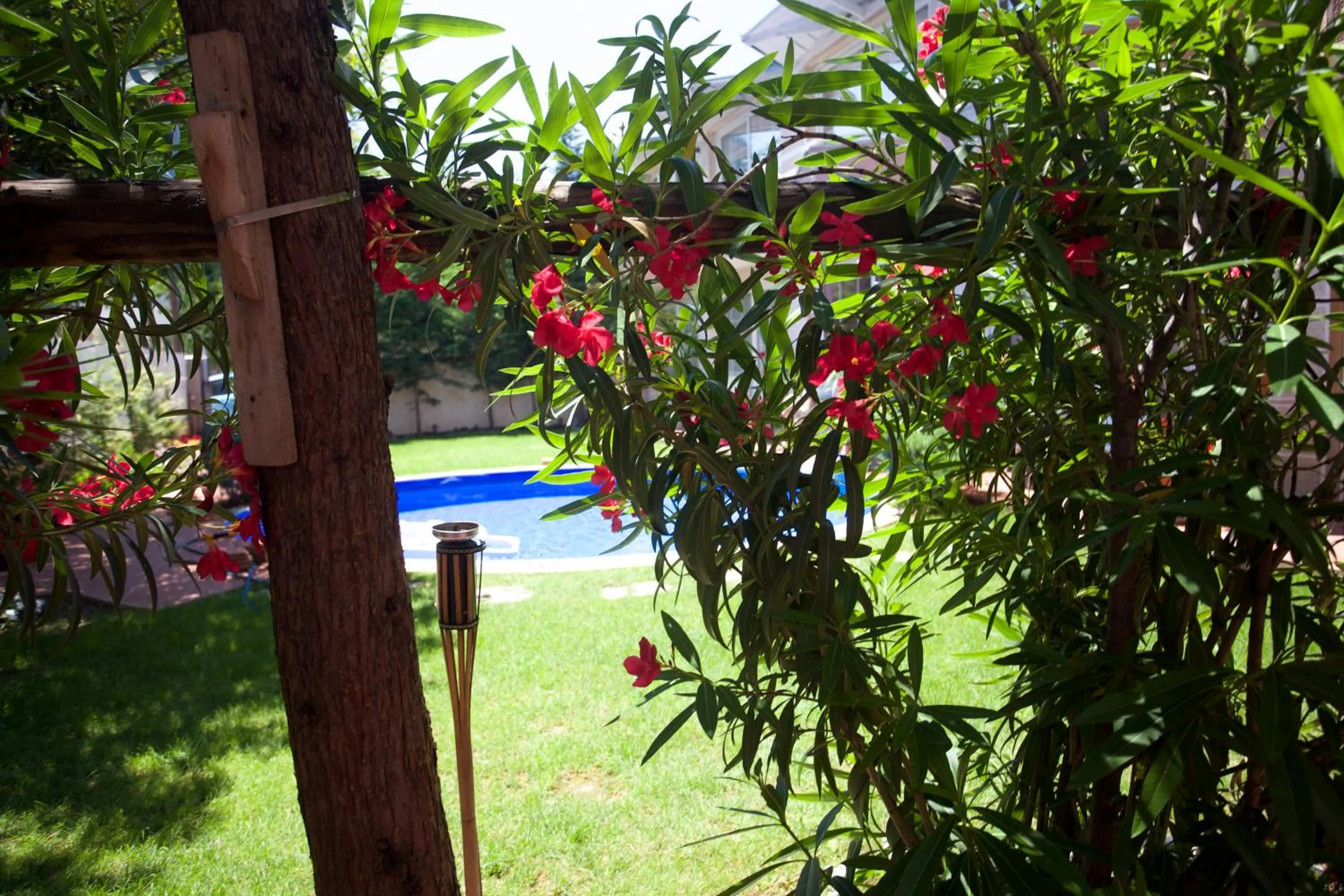 Garden in Aloha Apartments with pool