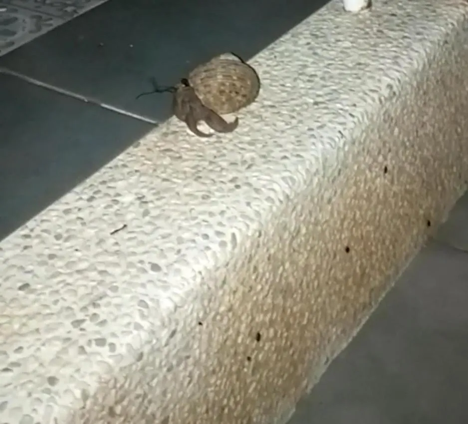 Animals in Full Moon Resort