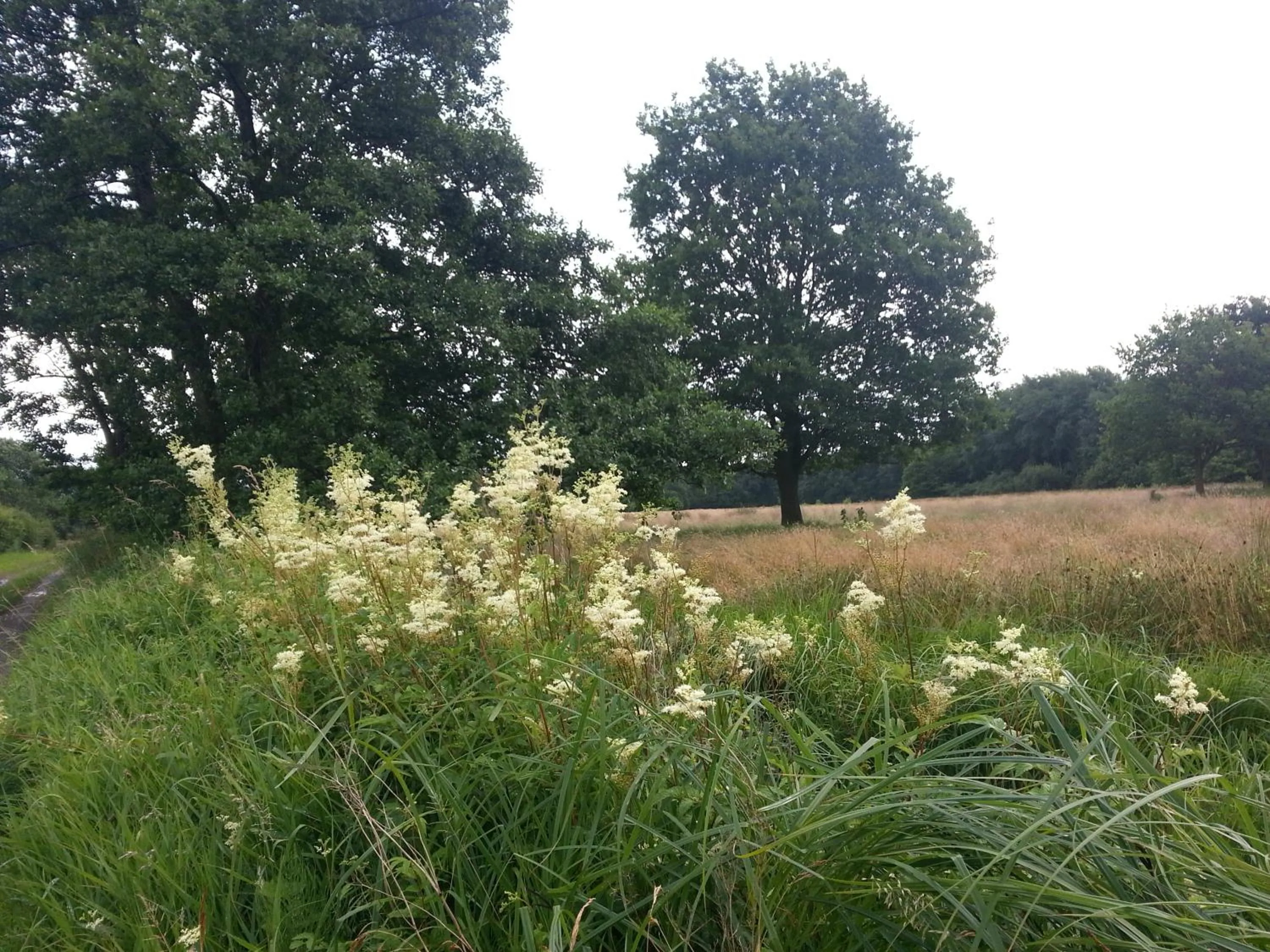 boerderijkamer Korenbloem