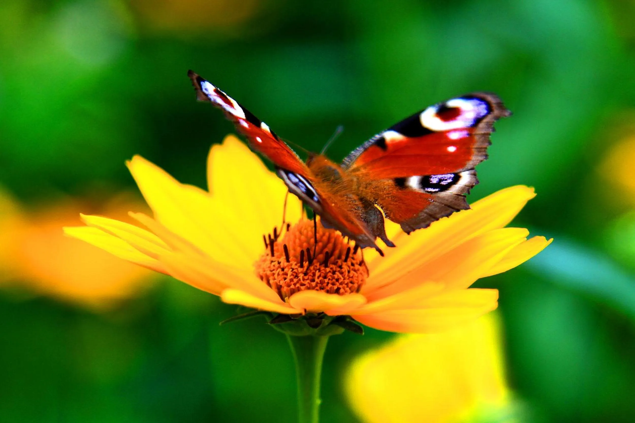 Animals in Białowieska Leśniczówka "U Jasia i Małgosi"