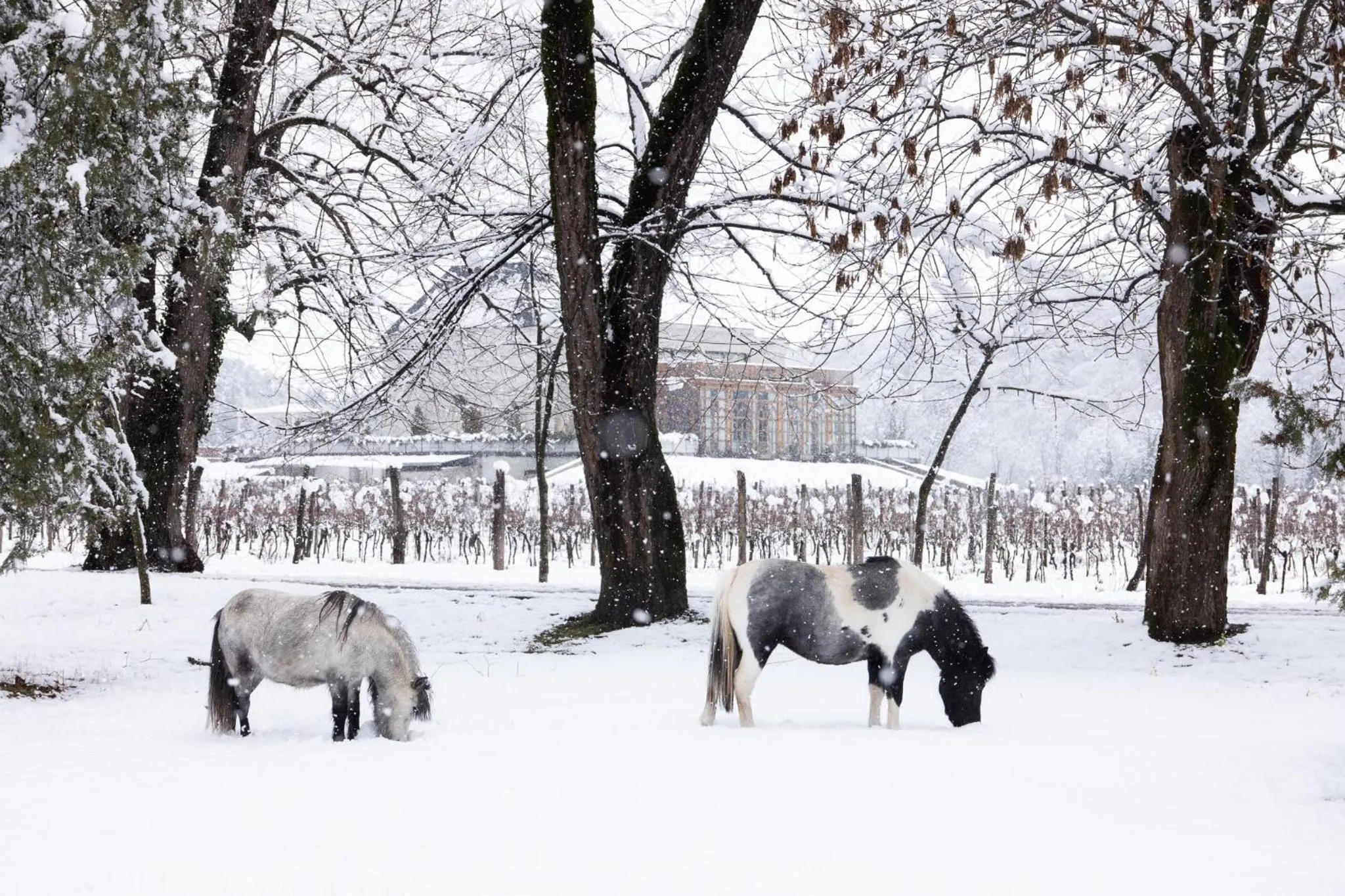 View (from property/room) in Lopota Lake Resort & Spa