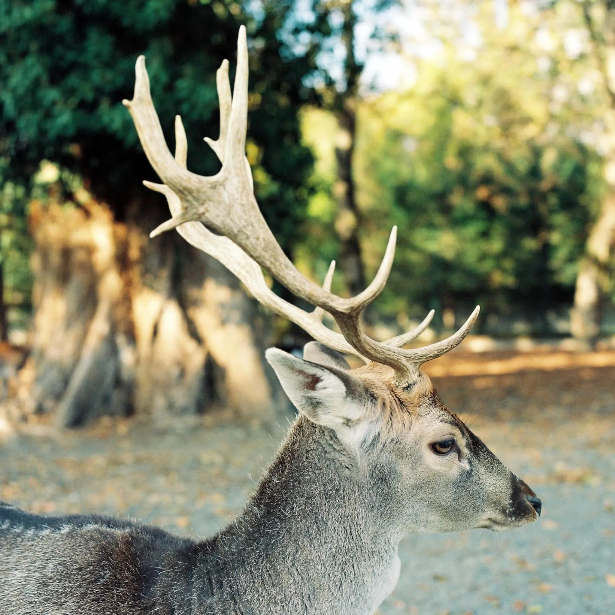 Animals in Lopota Lake Resort & Spa