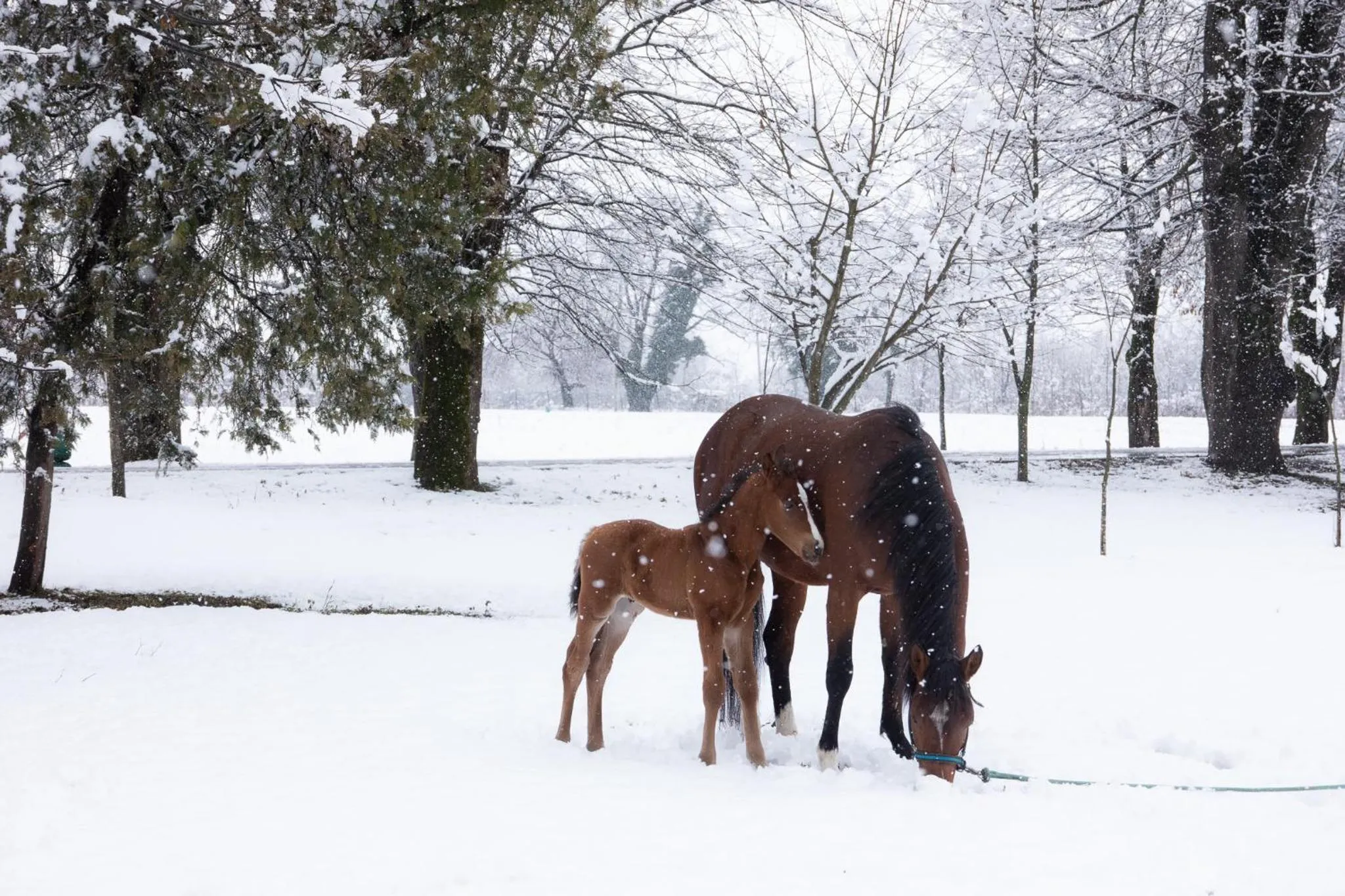 View (from property/room) in Lopota Lake Resort & Spa