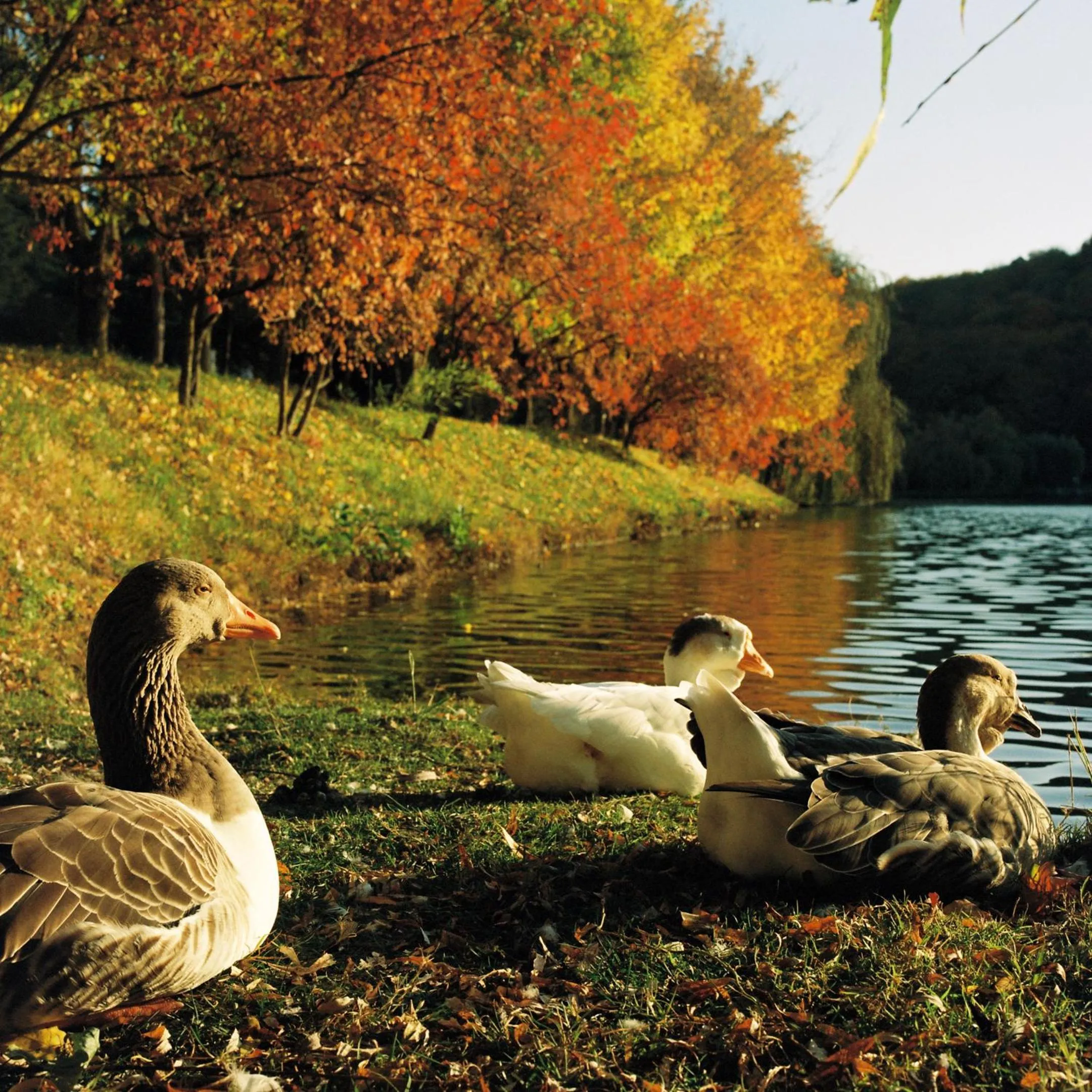 Lake view in Lopota Lake Resort & Spa