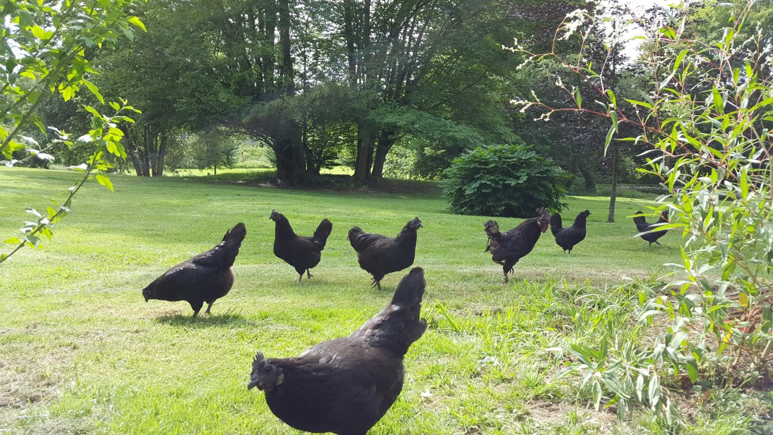 Garden in Hoby Gård B&B