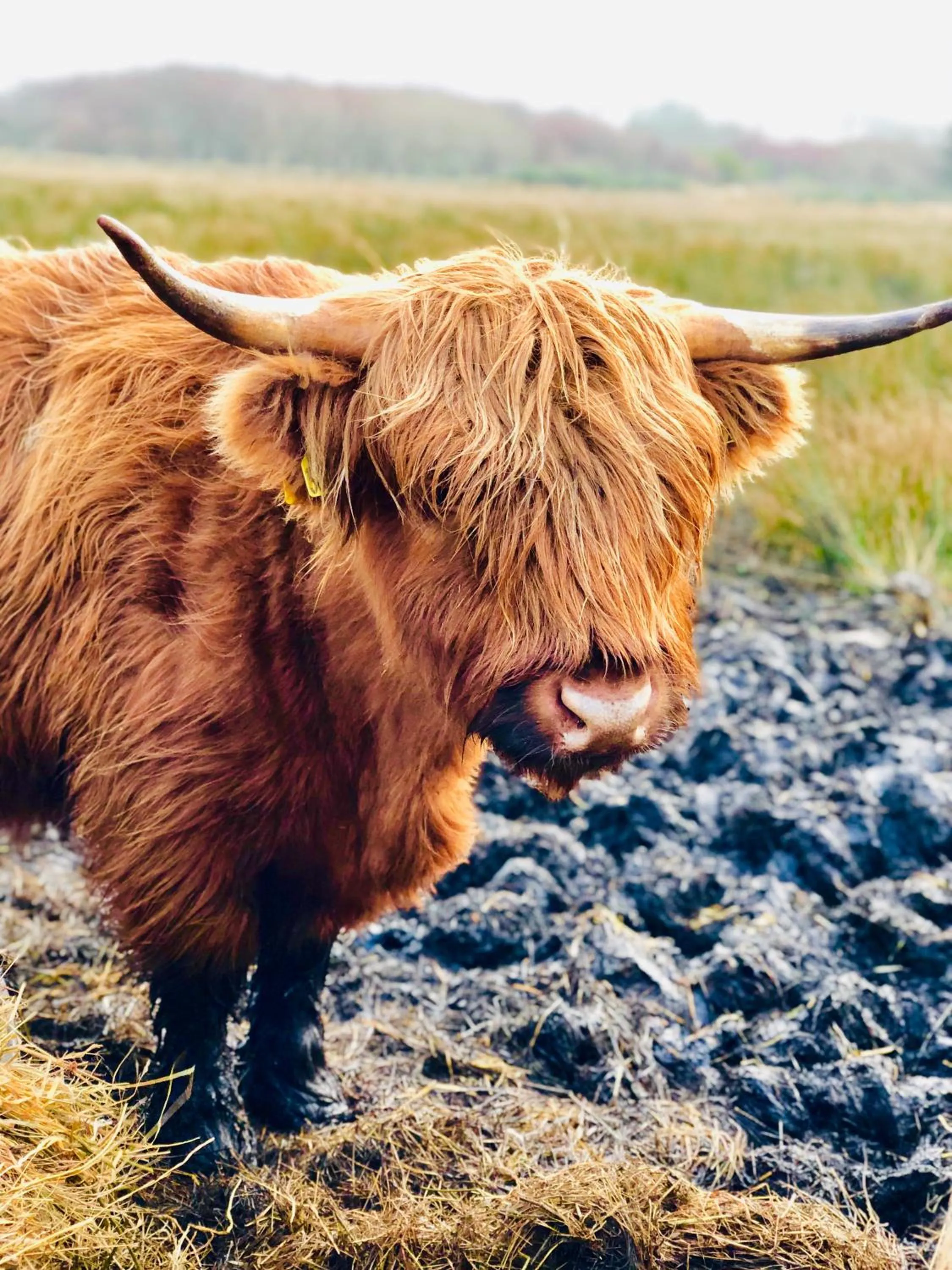 Animals in Windhaven Camping and B&B