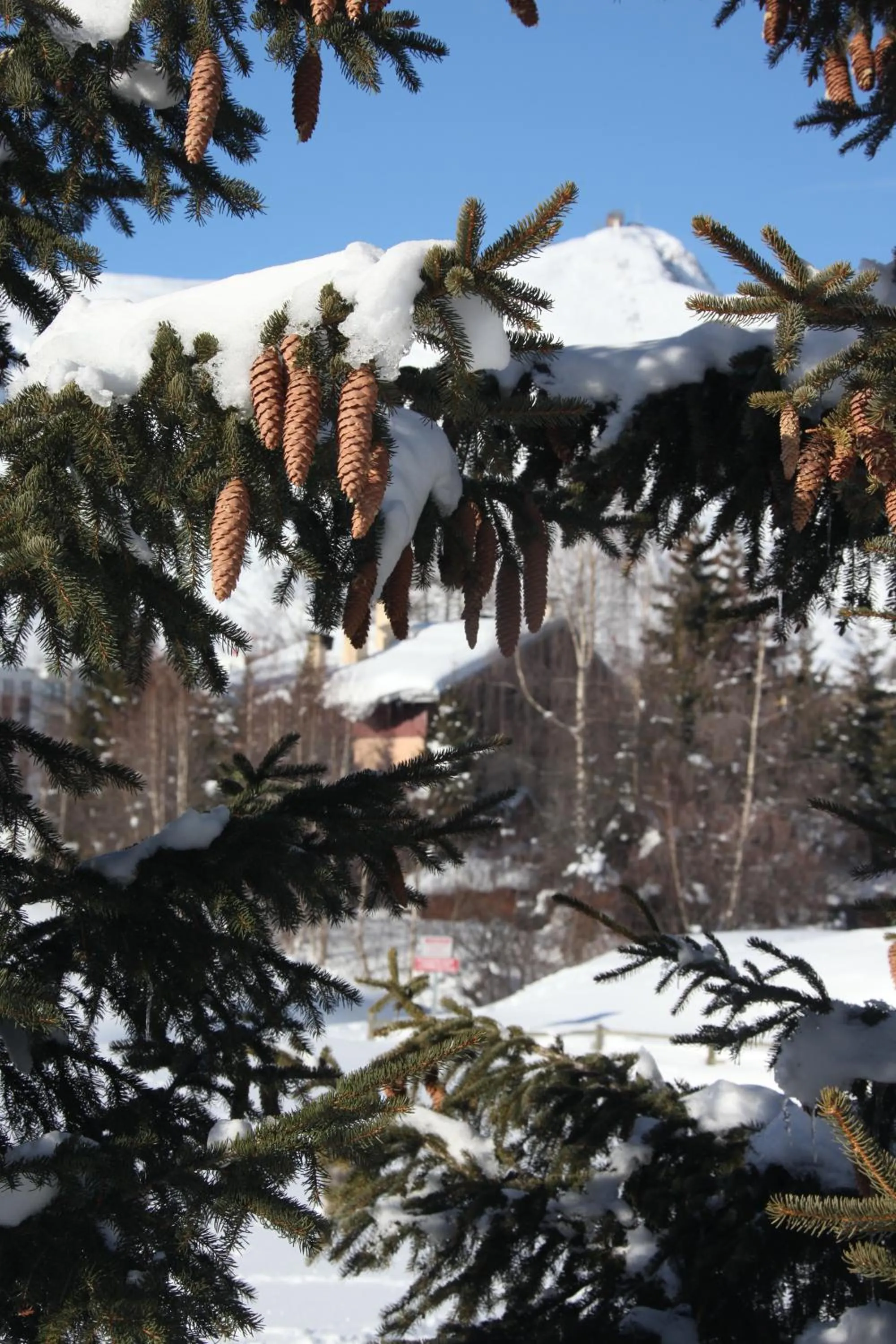 Natural landscape in Chalet-Hôtel Le Beausoleil, The Originals Relais