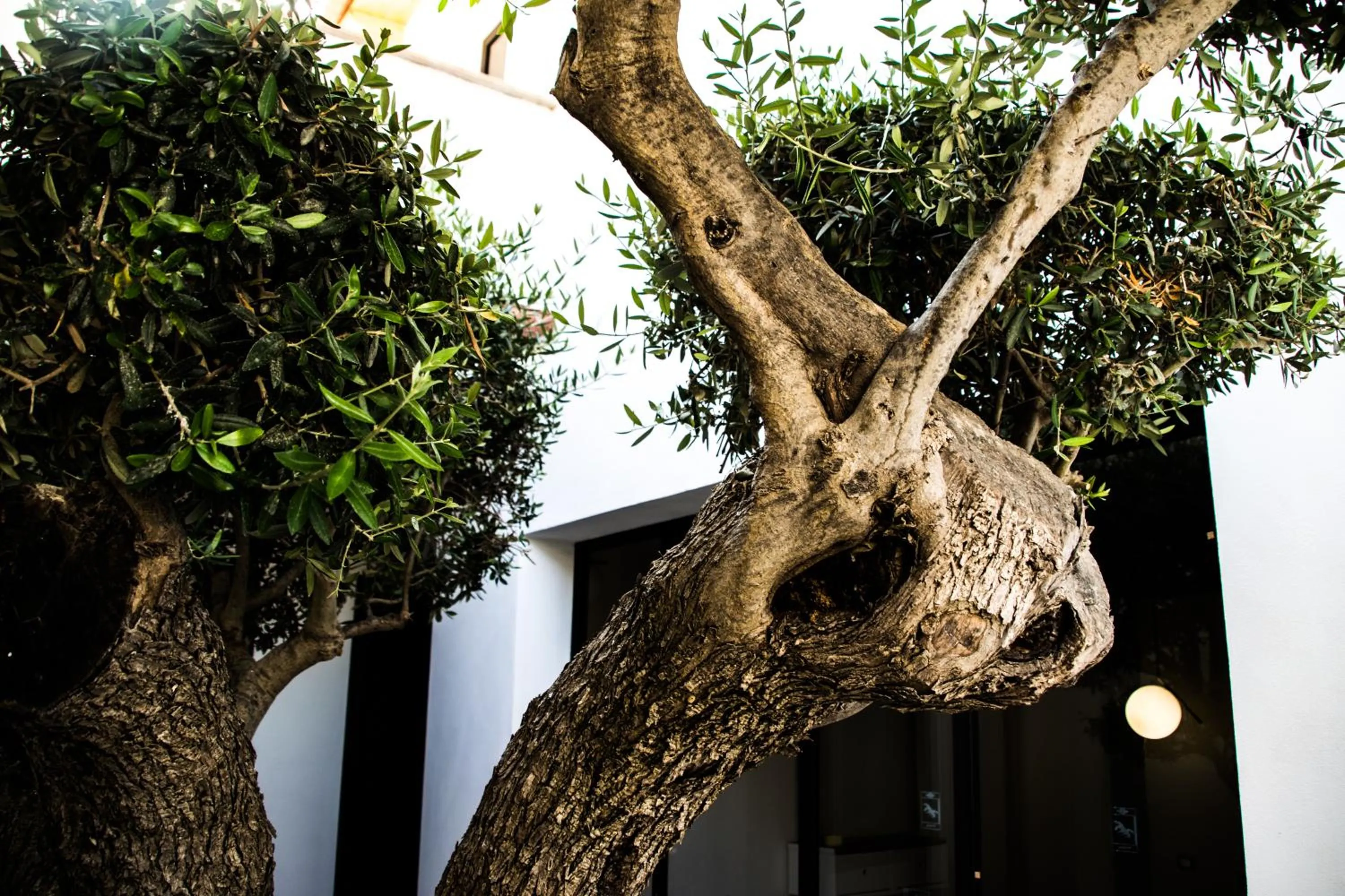 Day in Diodorus Luxury Experience