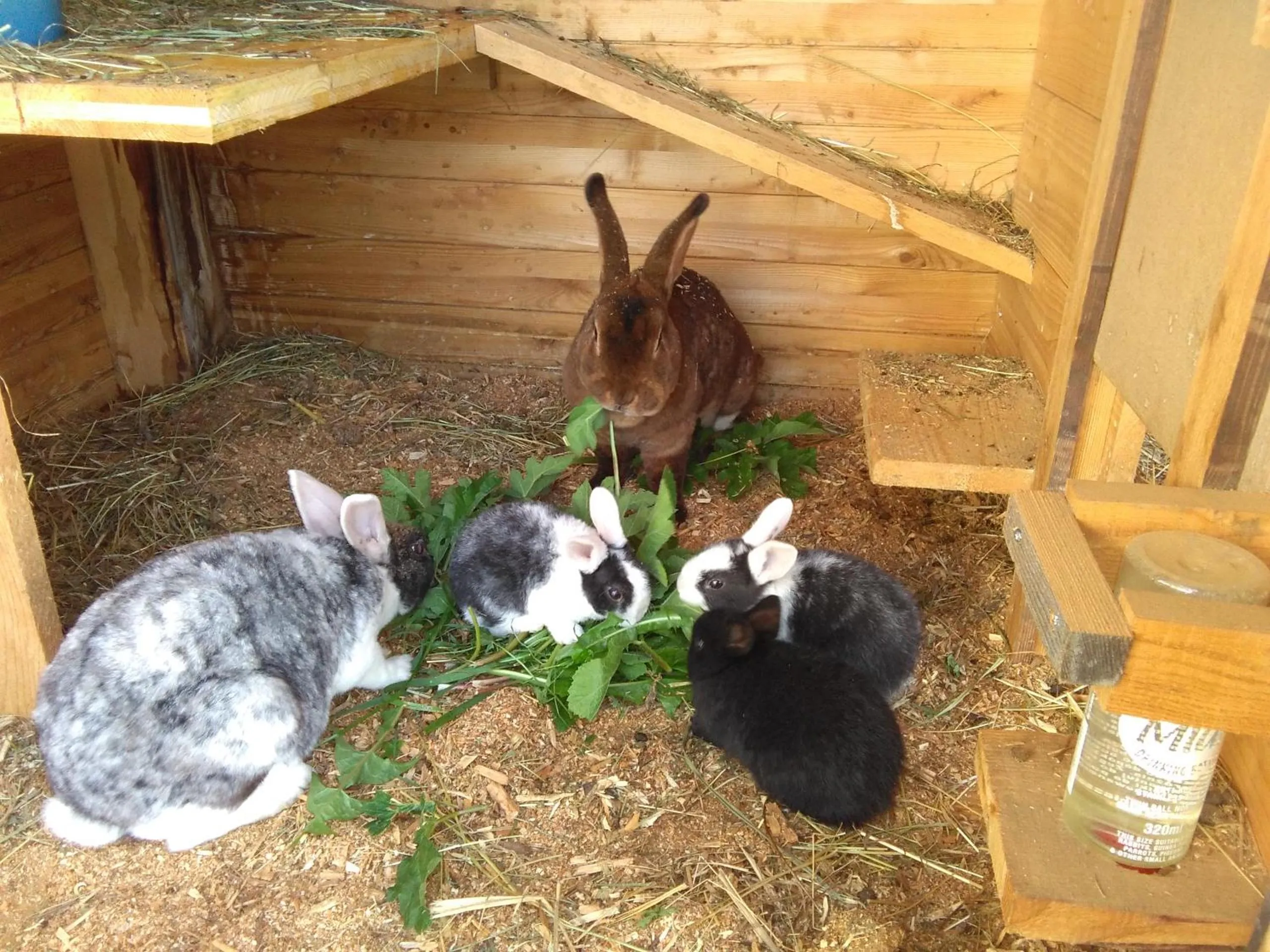 Animals in Daarhof