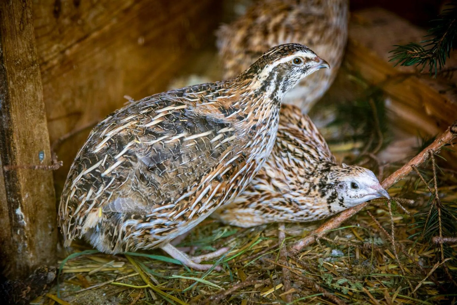 Animals in Daarhof