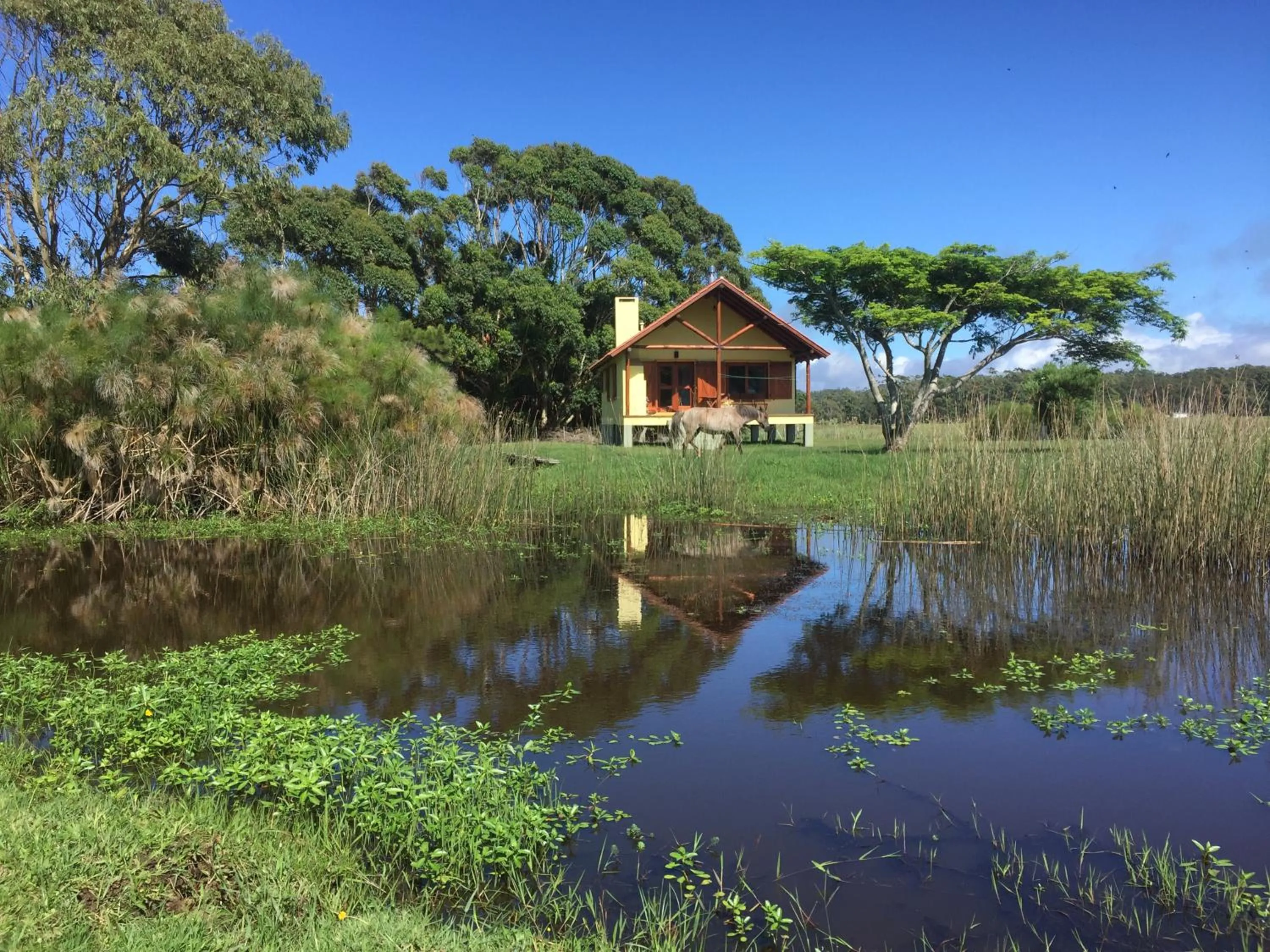 La Ranita Negra